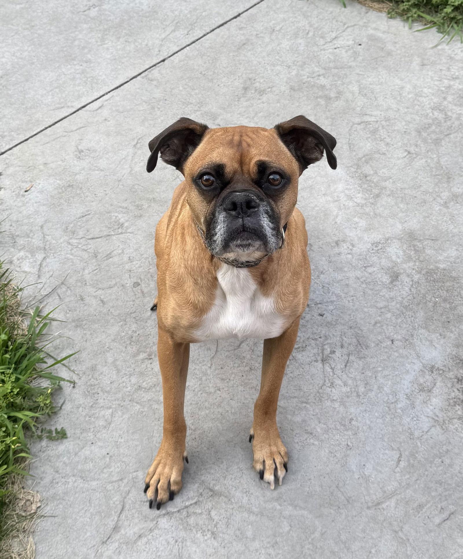 Chuck *Adoption Pending*, a Adoptable Boxer in Woodbury, MN image 2/3