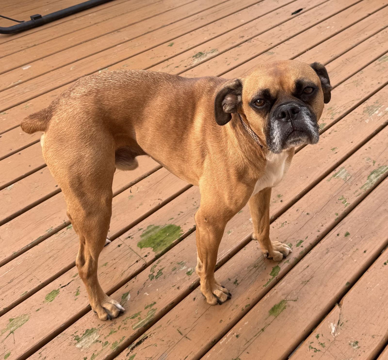 Chuck *Adoption Pending*, a Adoptable Boxer in Woodbury, MN image 3/3