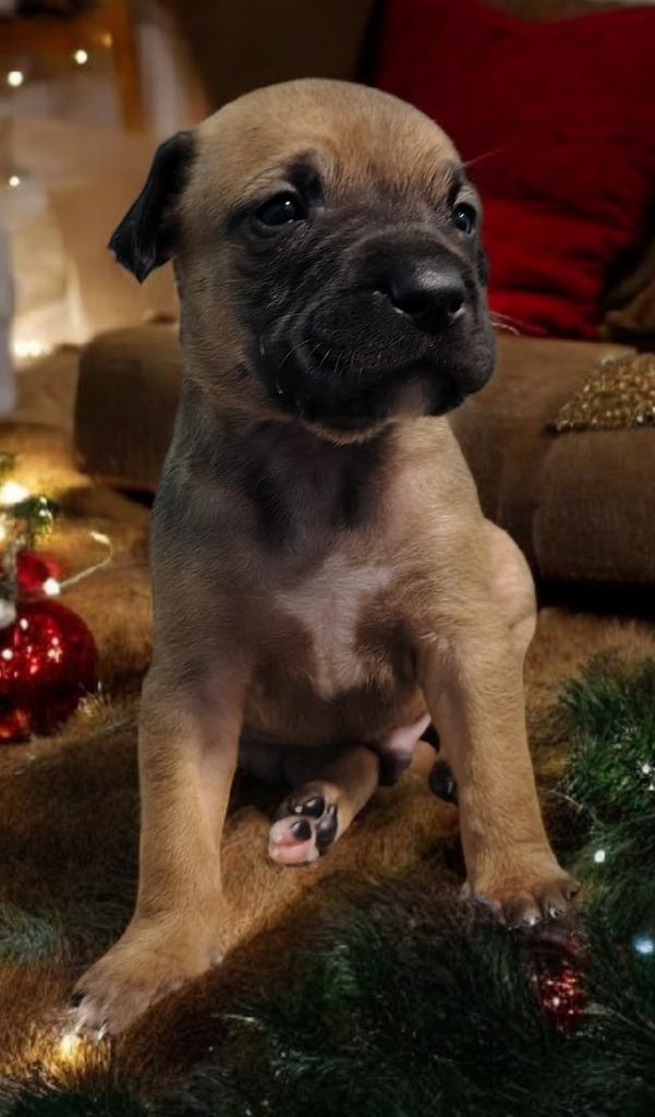 Hayes, Adoptable, Puppy Male Australian Shepherd & Mixed Breed.