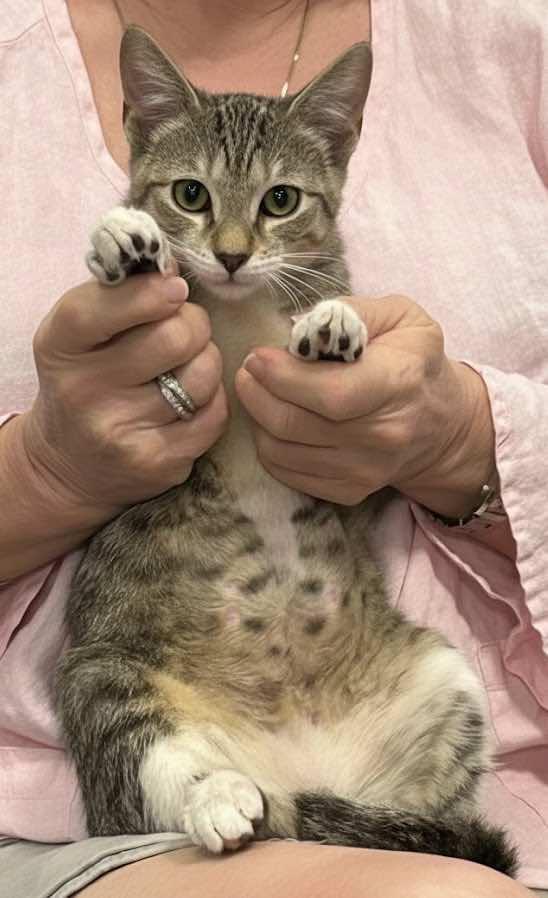 Enlarge Friendly, a Adoptable mixed breed in Houston, TX image 4/5