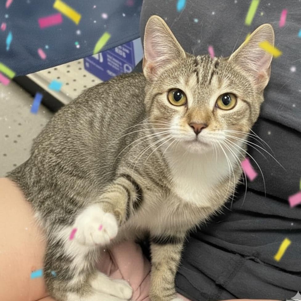 Enlarge Friendly, a Adoptable mixed breed in Houston, TX image 2/5