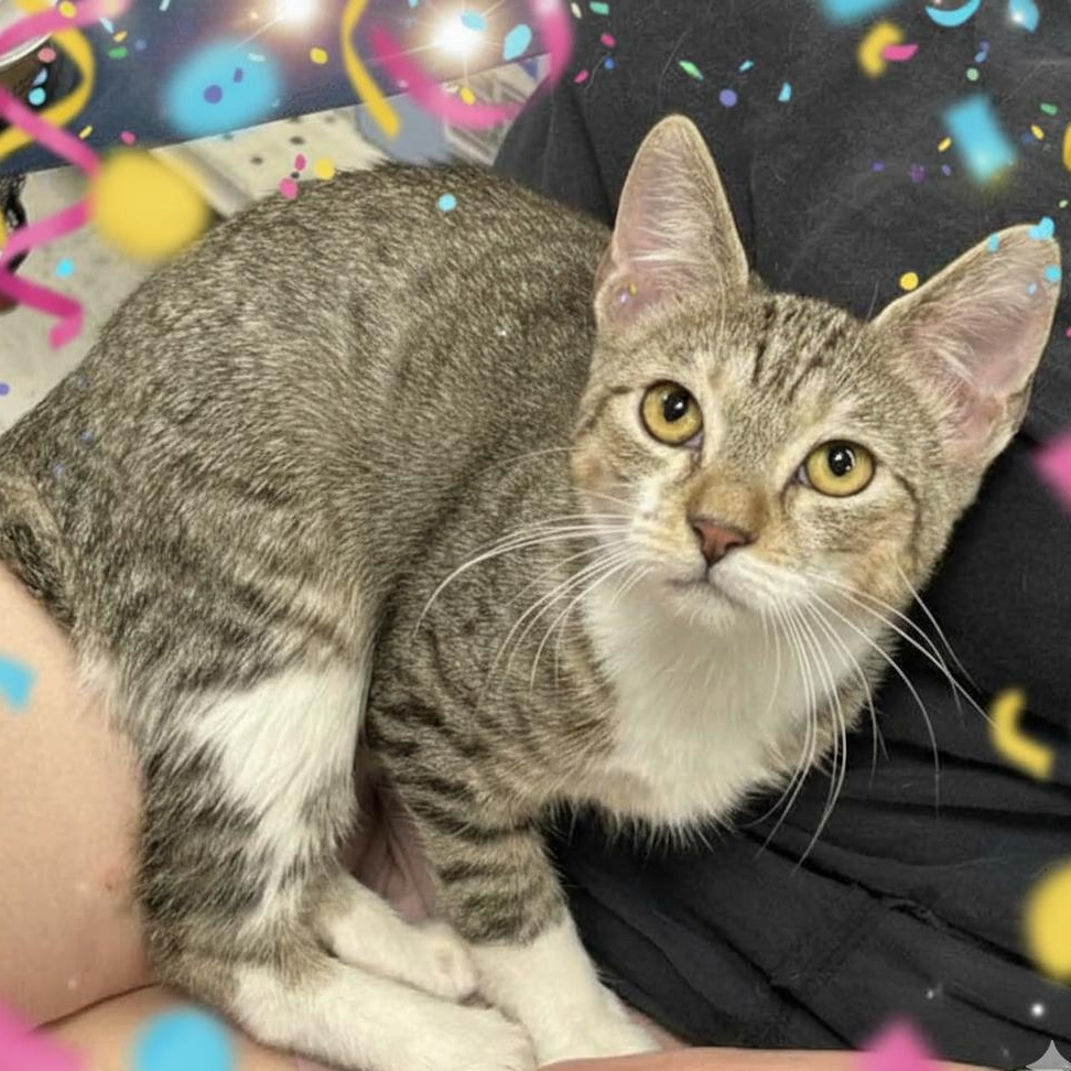 Enlarge Friendly, a Adoptable mixed breed in Houston, TX image 3/5