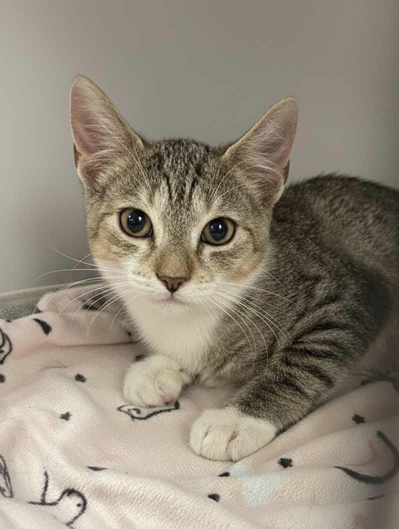 Enlarge Friendly, a Adoptable mixed breed in Houston, TX image 5/5