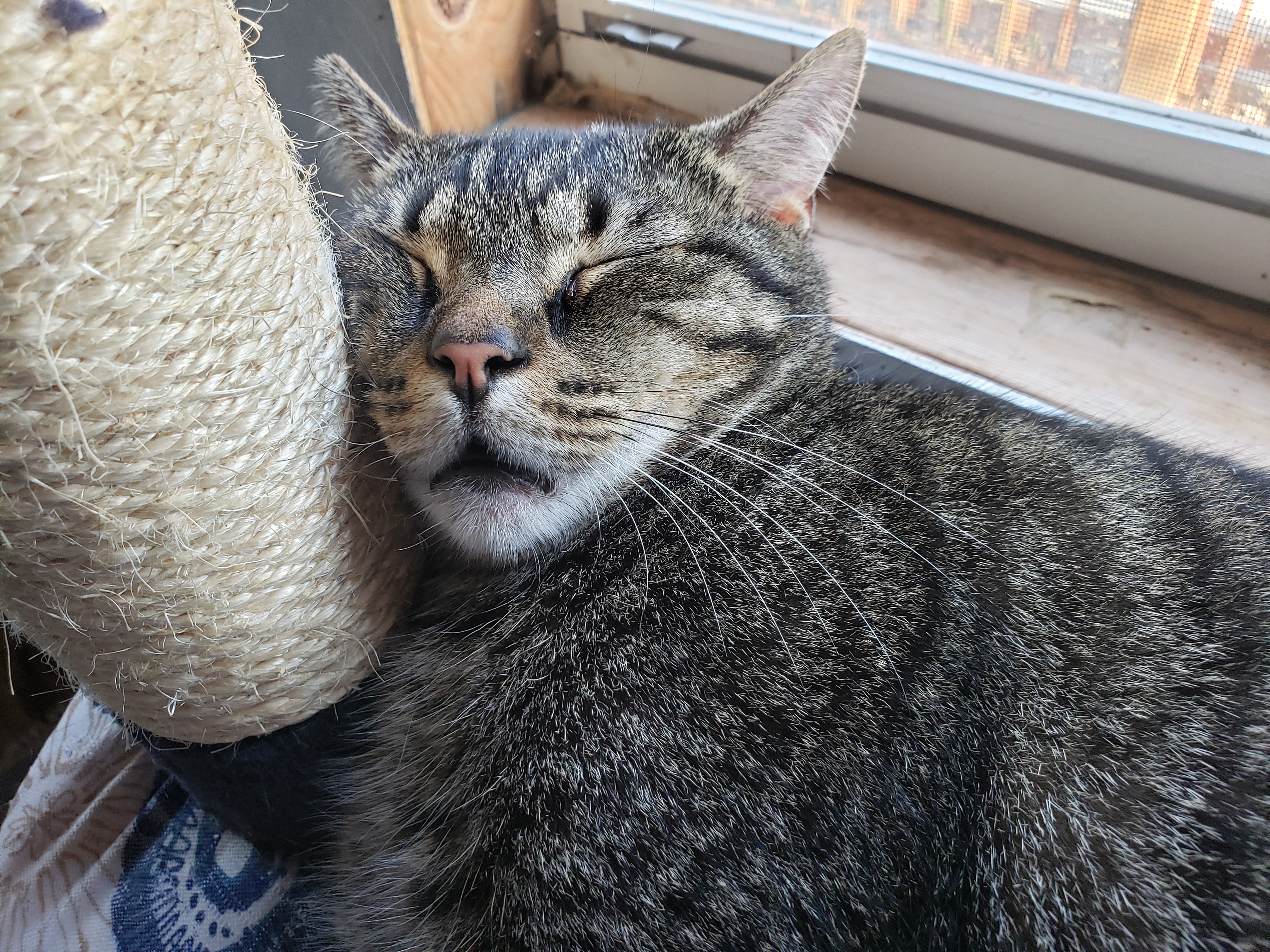 Enlarge Zeus, a Adoptable mixed breed in Camden, TN image 5/5