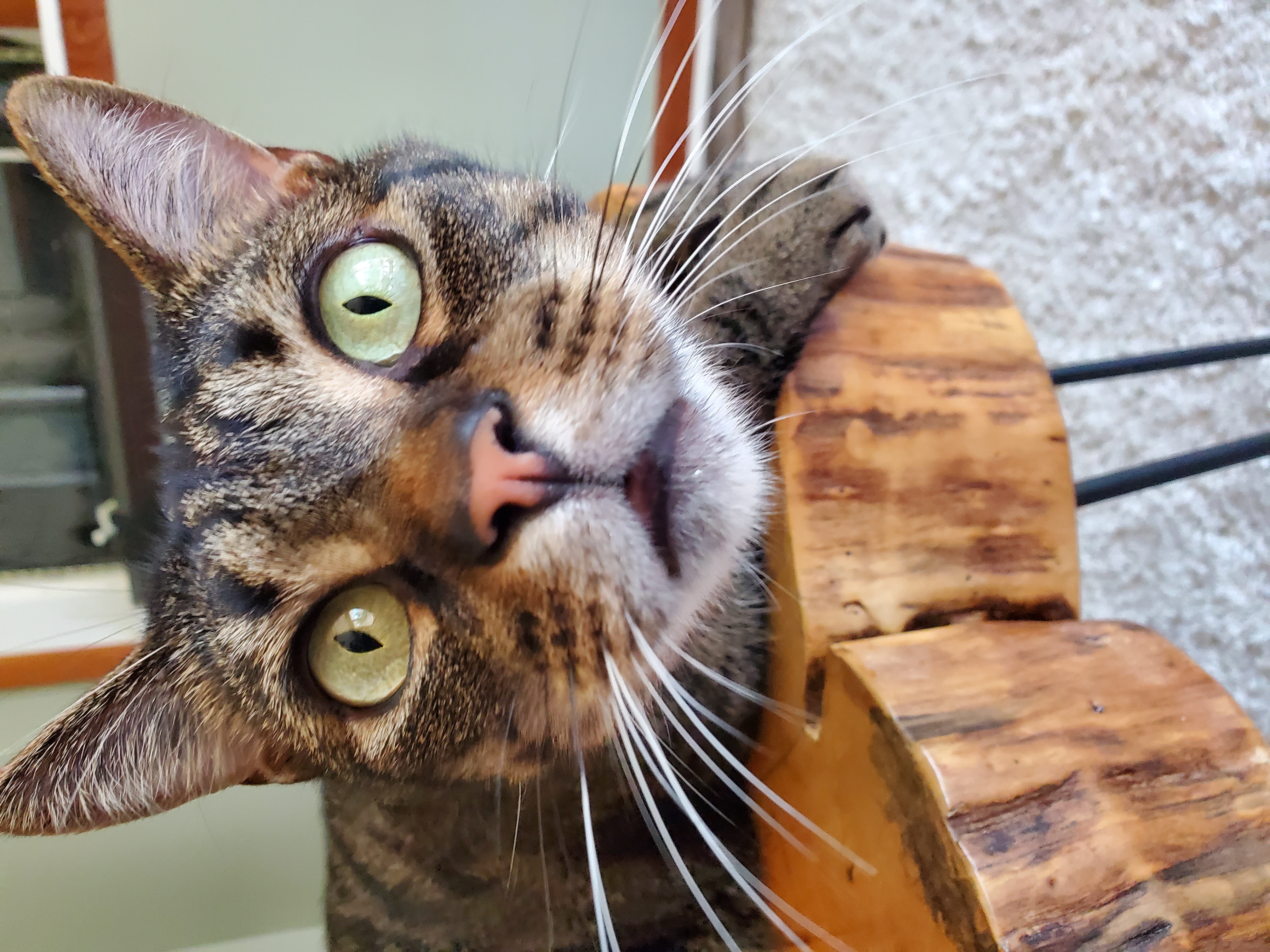 Enlarge Zeus, a Adoptable mixed breed in Camden, TN image 1/5