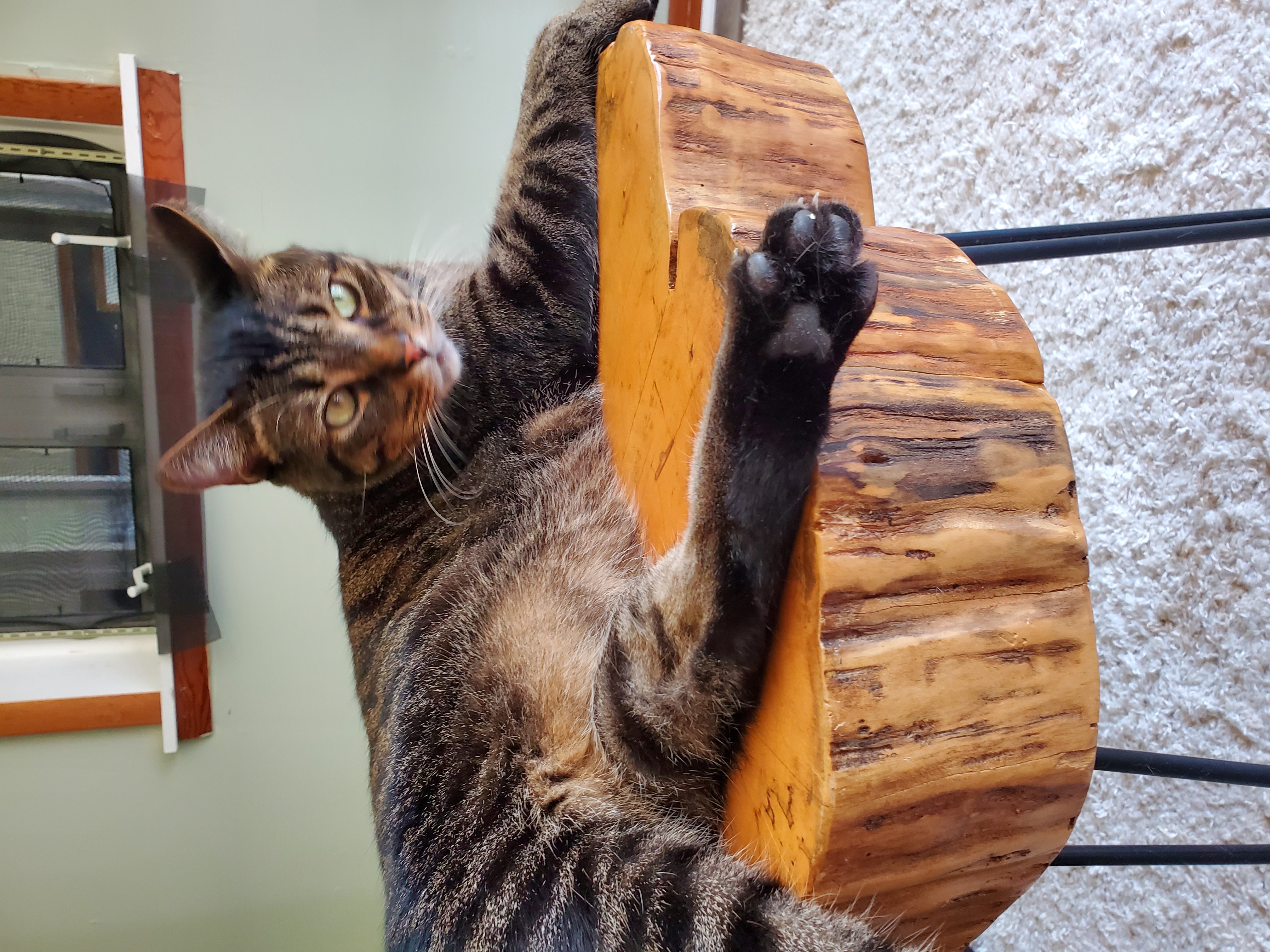 Enlarge Zeus, a Adoptable mixed breed in Camden, TN image 3/5