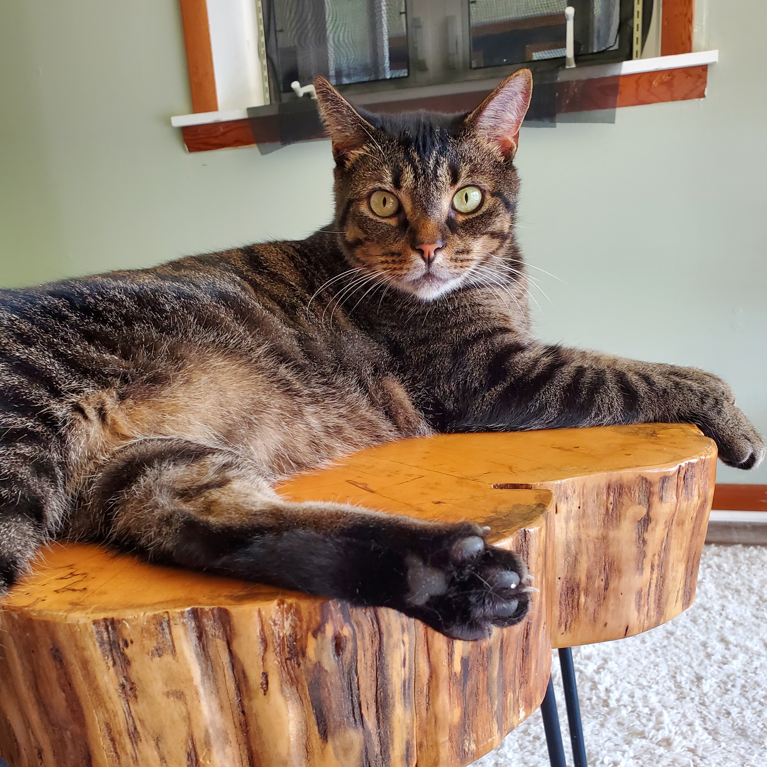 Enlarge Zeus, a Adoptable mixed breed in Camden, TN image 2/5