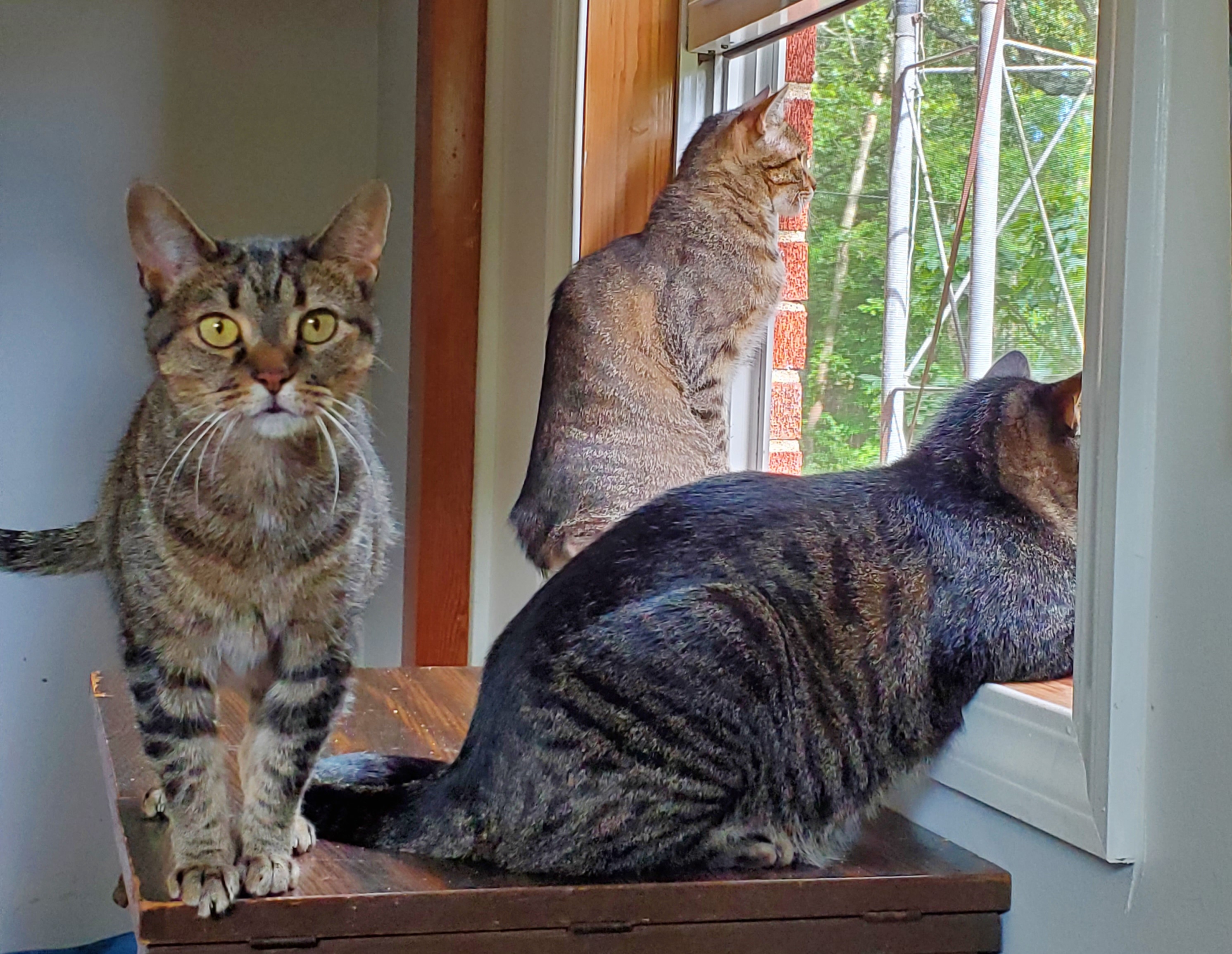 Enlarge Zeus, a Adoptable mixed breed in Camden, TN image 4/5