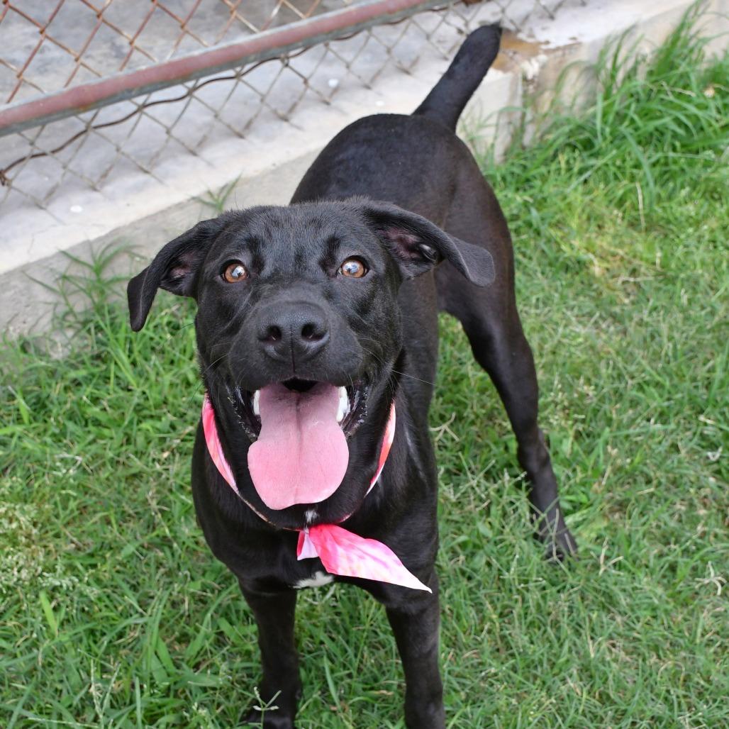Enlarge Astoria, a Adoptable Black Labrador Retriever in Beaumont, TX image 1/6