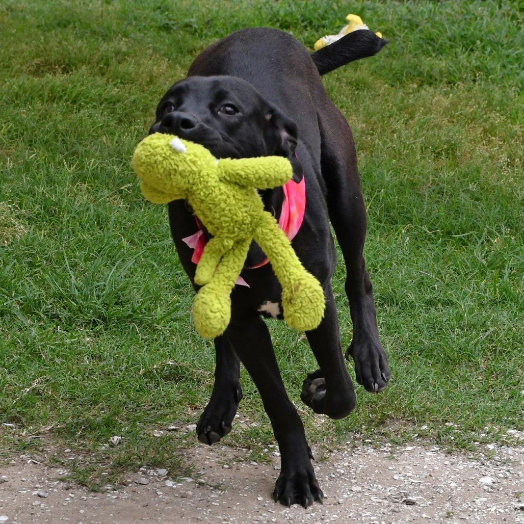 Enlarge Astoria, a Adoptable Black Labrador Retriever in Beaumont, TX image 2/6