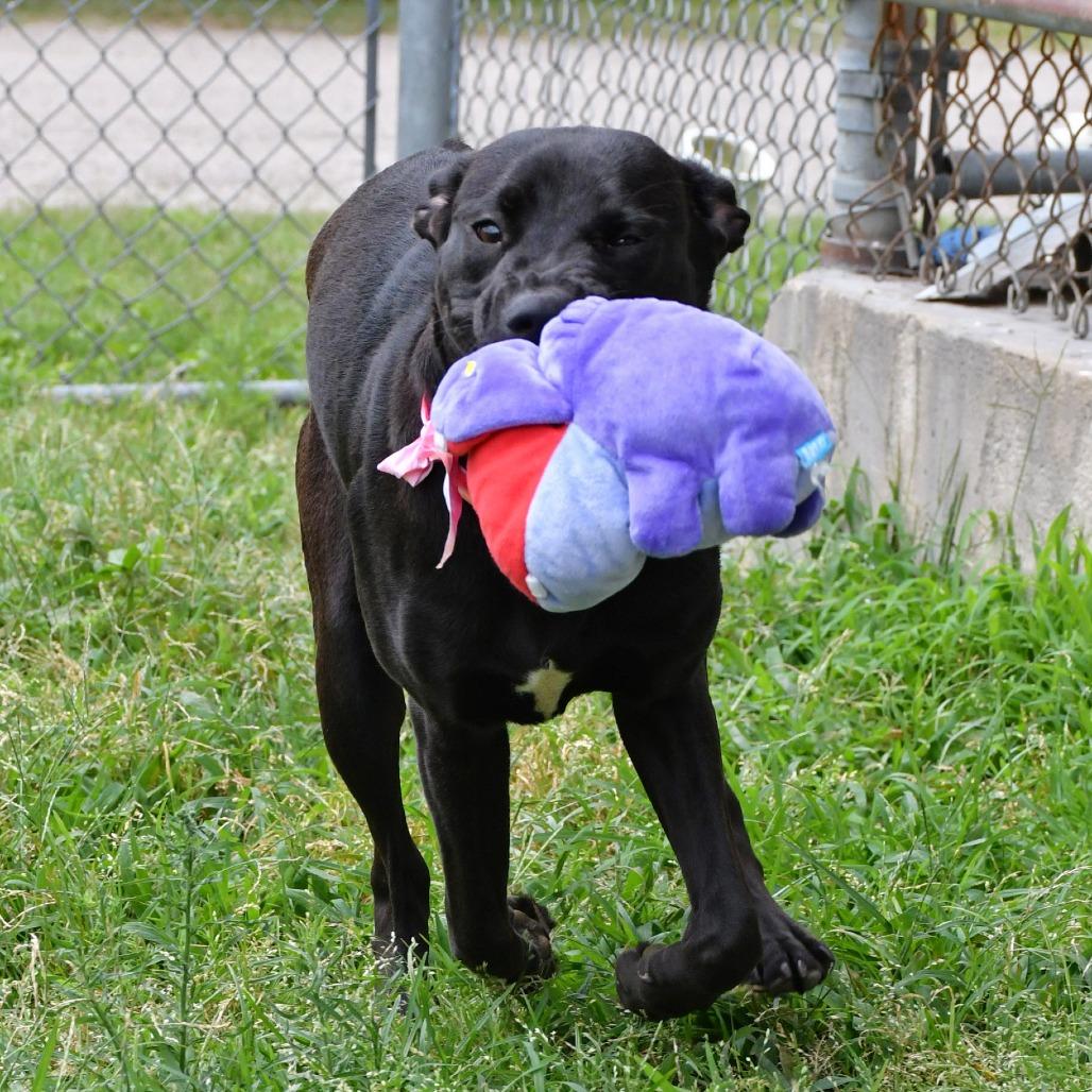 Enlarge Astoria, a Adoptable Black Labrador Retriever in Beaumont, TX image 3/6