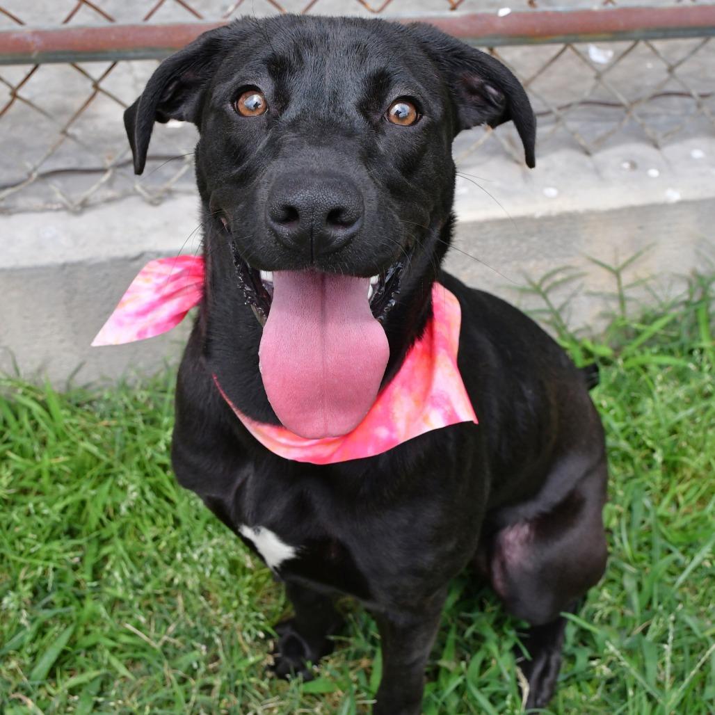 Enlarge Astoria, a Adoptable Black Labrador Retriever in Beaumont, TX image 4/6