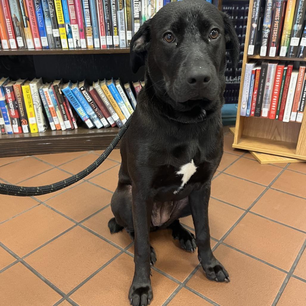 Enlarge Astoria, a Adoptable Black Labrador Retriever in Beaumont, TX image 5/6