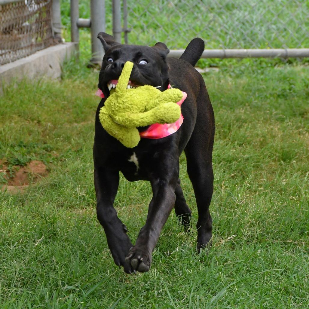 Enlarge Astoria, a Adoptable Black Labrador Retriever in Beaumont, TX image 6/6