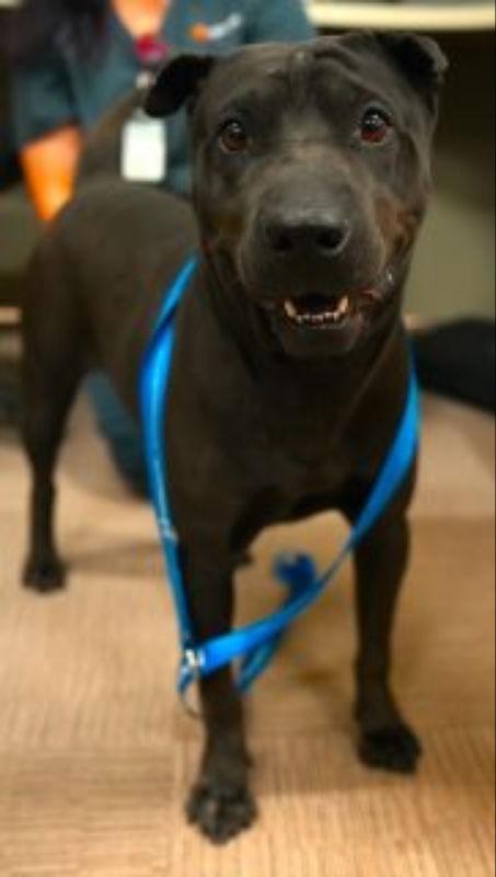 Donette, Adoptable, Adult Female Shar-Pei.