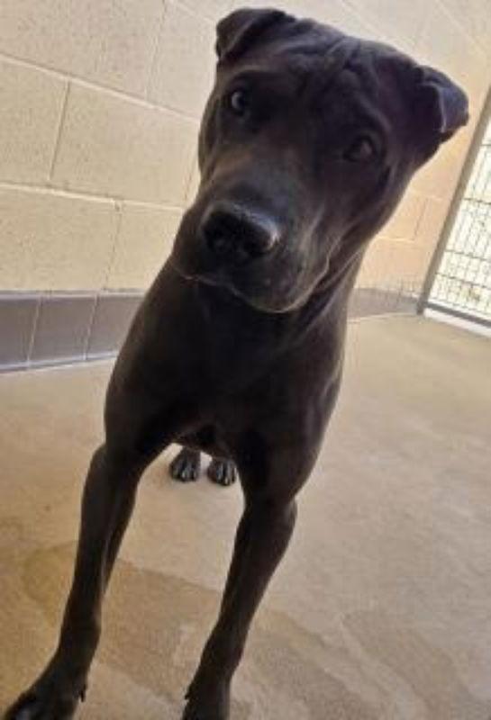 Donette, a Adoptable Shar-Pei in Lake Forest, CA image 2/3