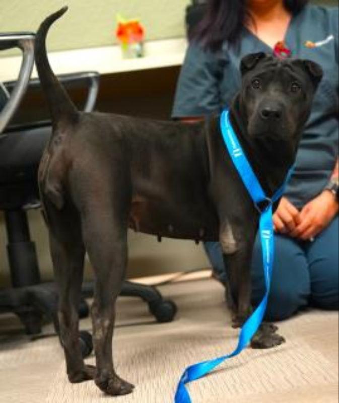 Donette, a Adoptable Shar-Pei in Lake Forest, CA image 3/3