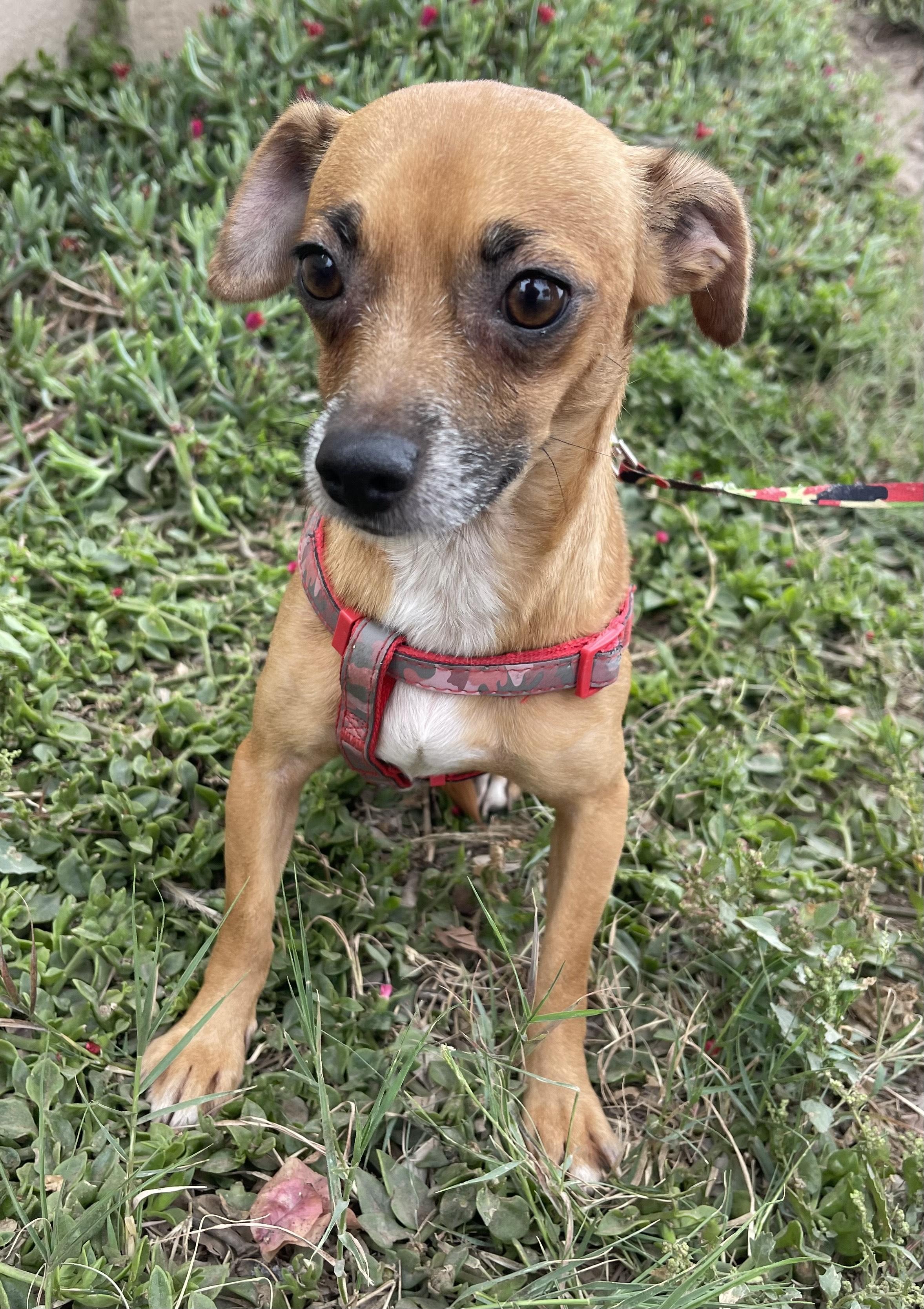 SAUL, Young Male Chiweenie