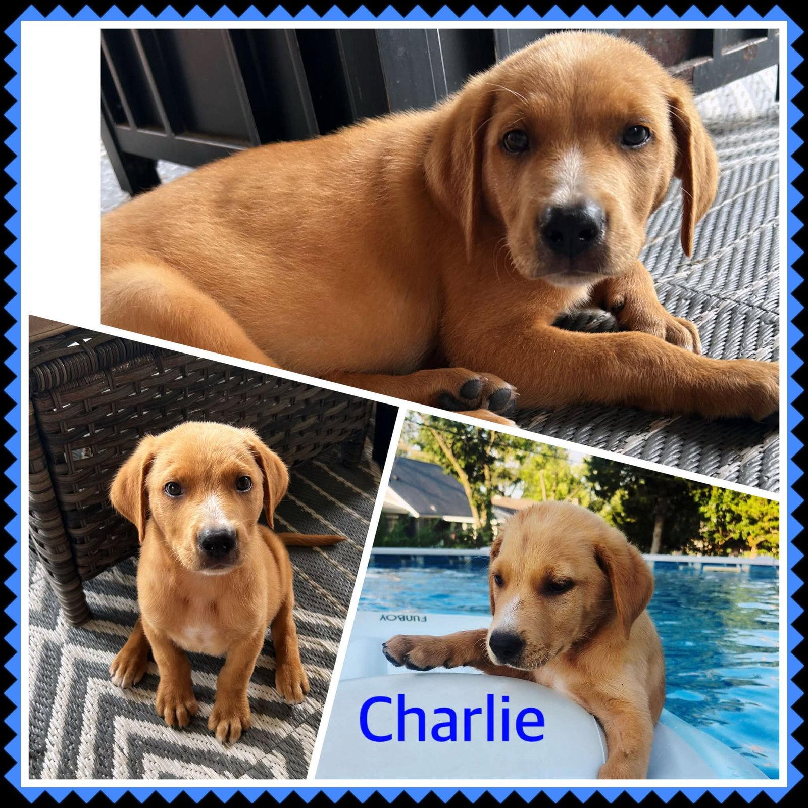 Charlie, Adoptable, Young Male Labrador Retriever.