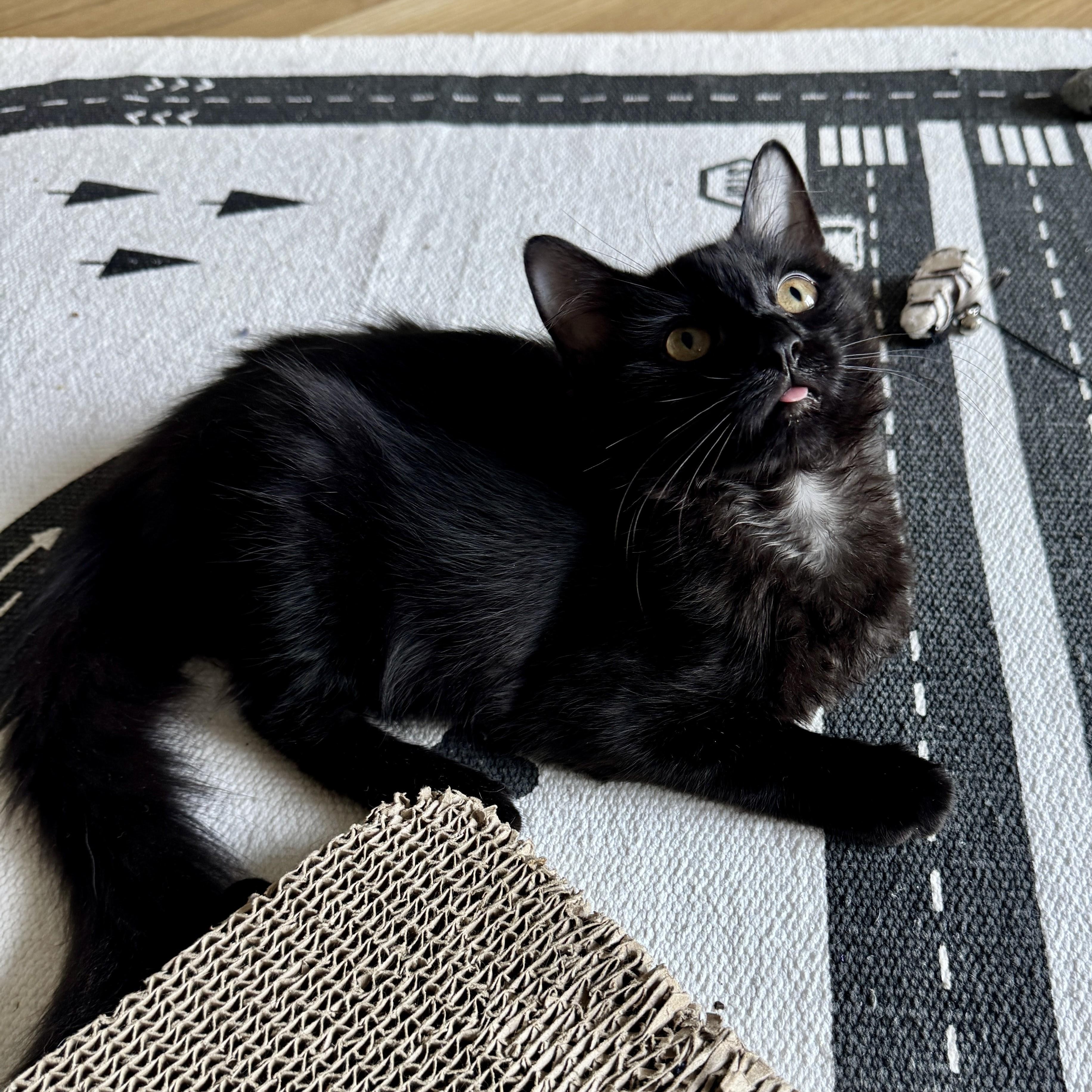 Enlarge Cara Cara Orange, a Adoptable Domestic Medium Hair in brooklyn, NY image 2/5