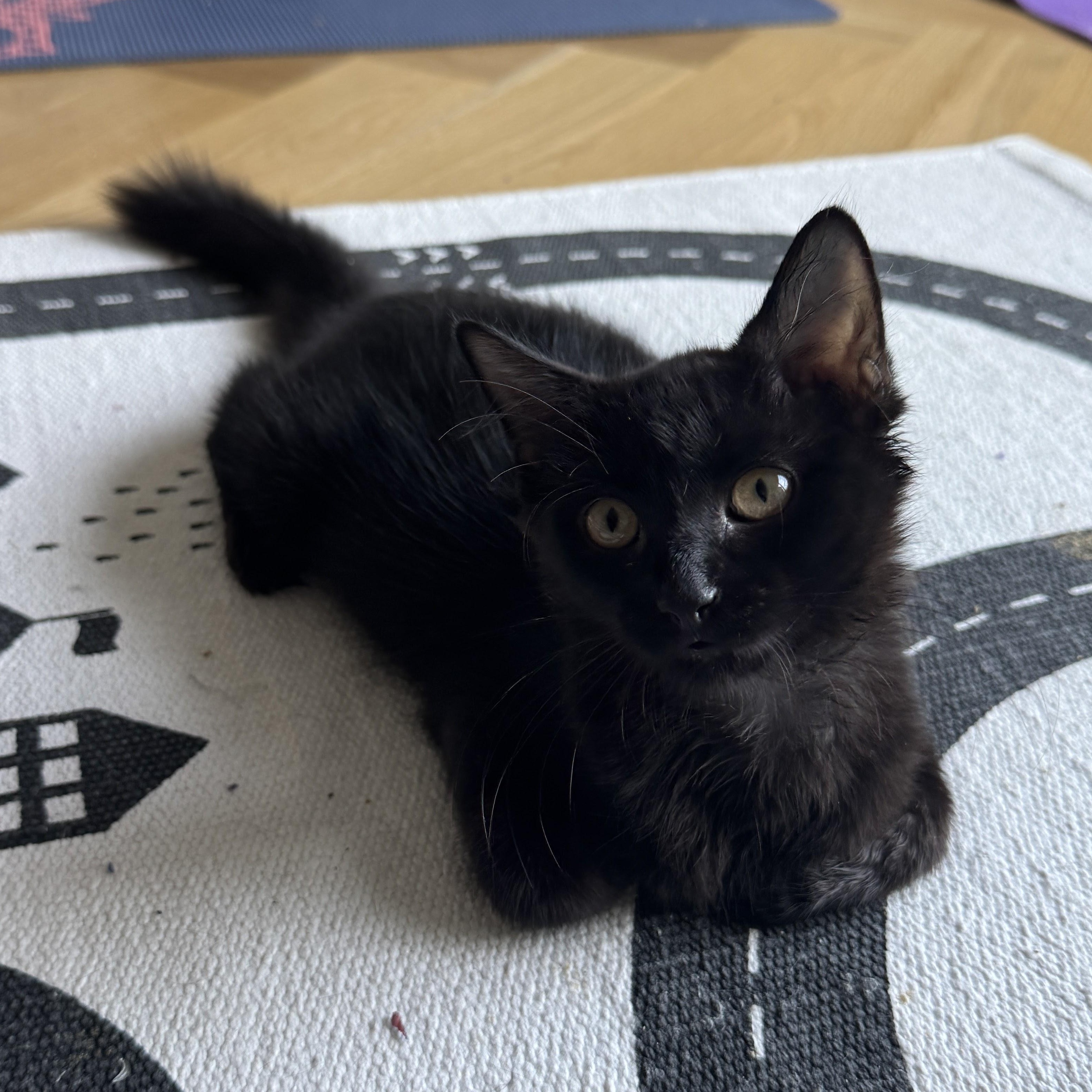Enlarge Cara Cara Orange, a Adoptable Domestic Medium Hair in brooklyn, NY image 1/5