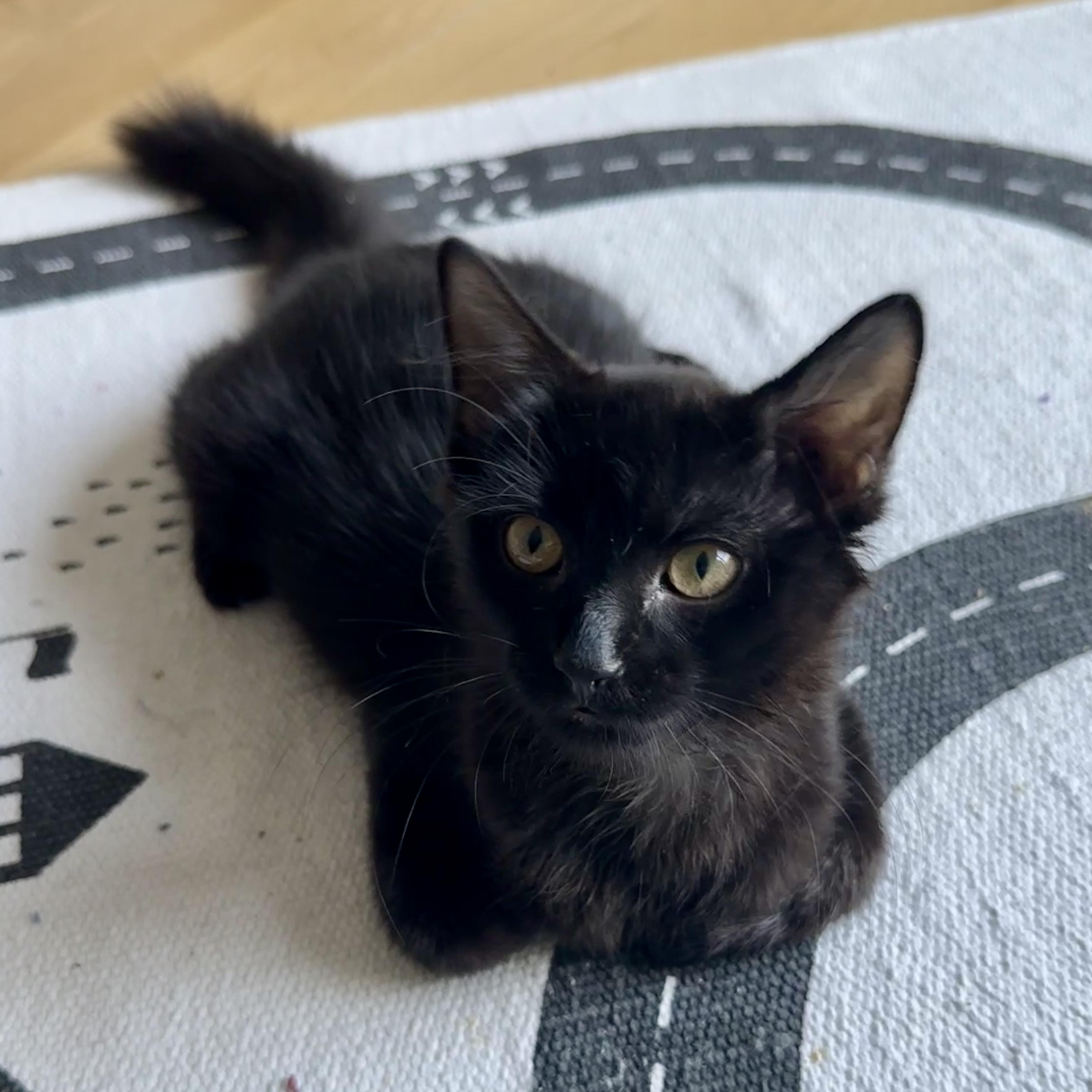 Enlarge Cara Cara Orange, a Adoptable Domestic Medium Hair in brooklyn, NY image 5/5