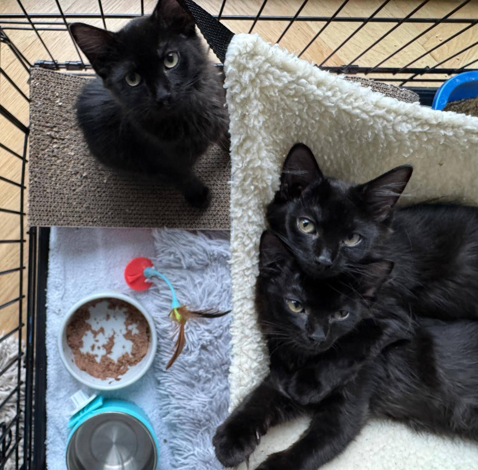 Enlarge Cara Cara Orange, a Adoptable Domestic Medium Hair in brooklyn, NY image 4/5