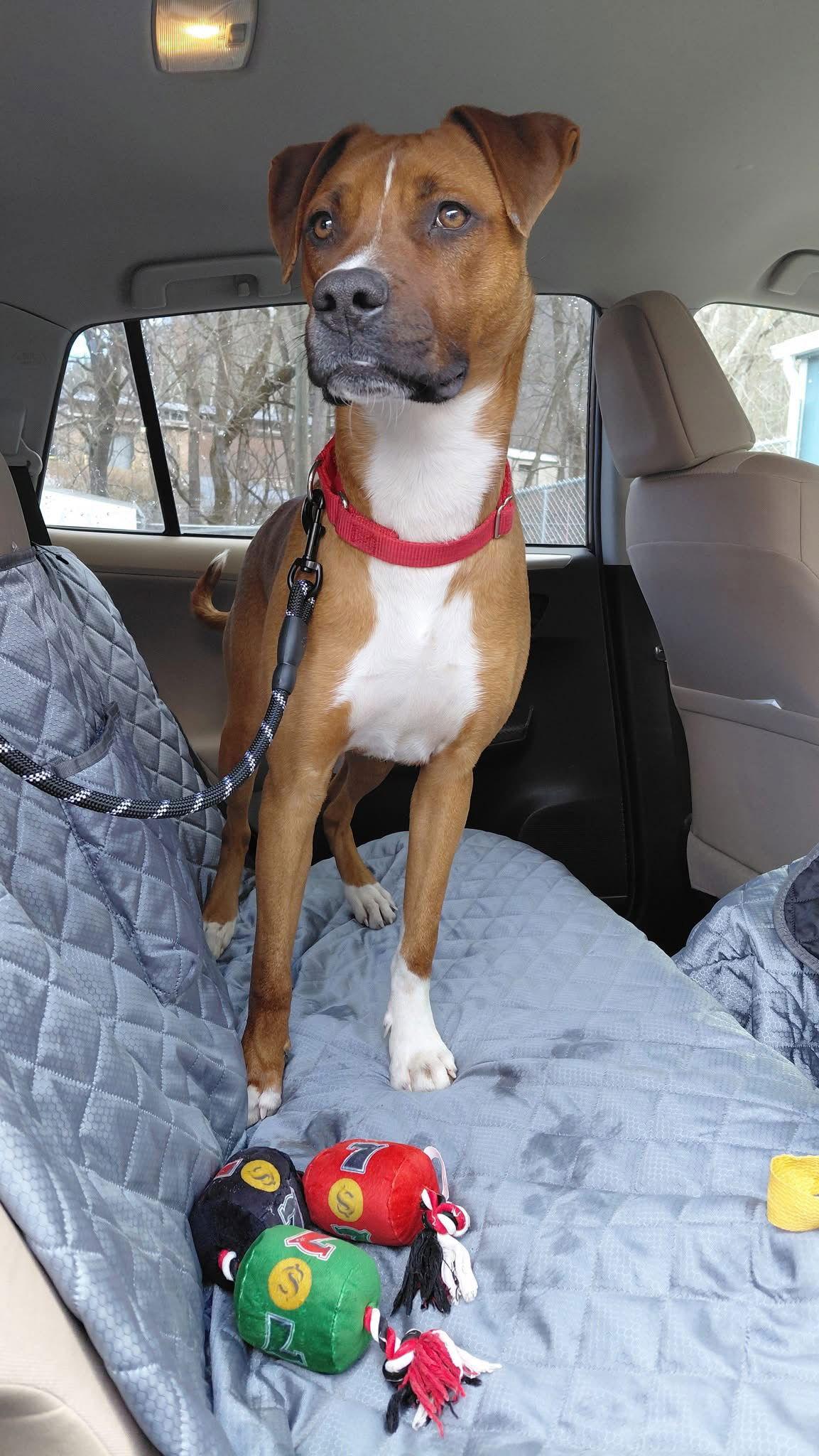 Enlarge Brody (9mo,50lbs), a Adoptable mixed breed in Hinton, WV image 1/3