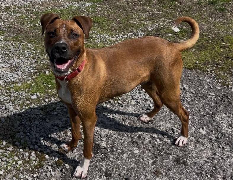 Enlarge Brody (1yo,50lbs), a Adoptable mixed breed in Hinton, WV image 2/3