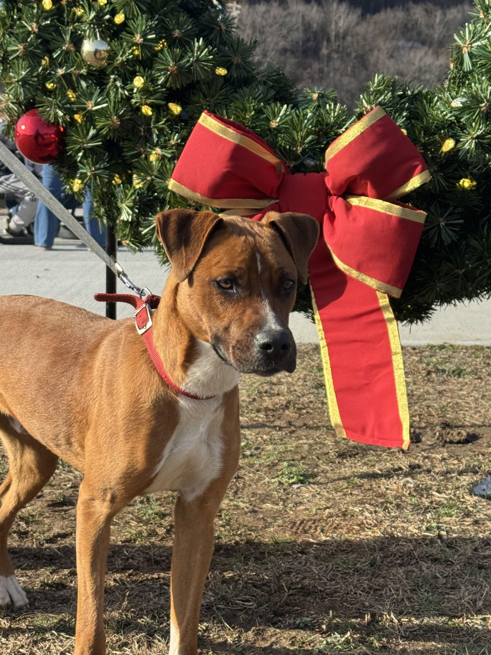 Enlarge Brody (9mo,50lbs), a Adoptable mixed breed in Hinton, WV image 2/3