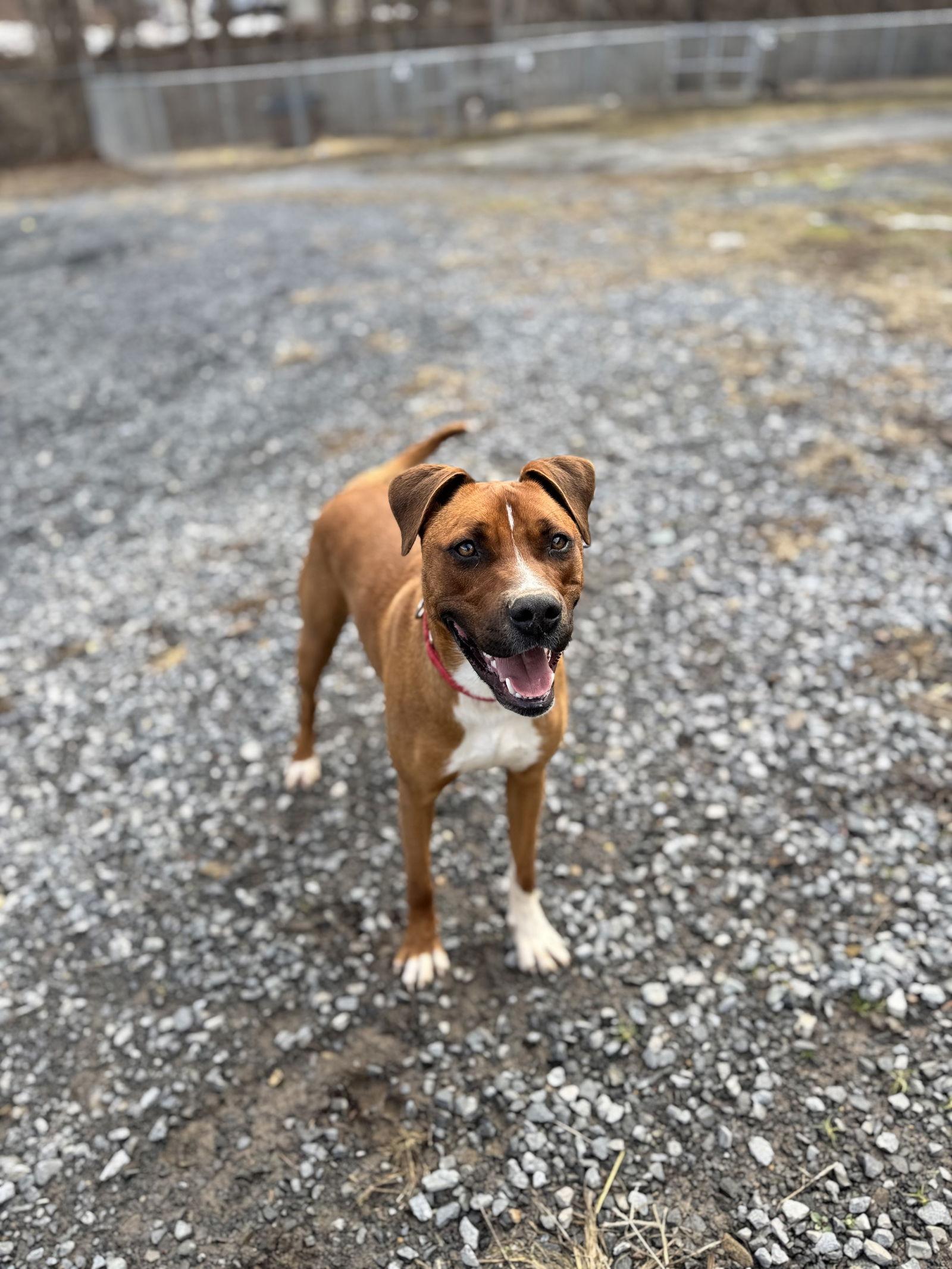 Enlarge Brody (1yo,50lbs), a Adoptable mixed breed in Hinton, WV image 3/3