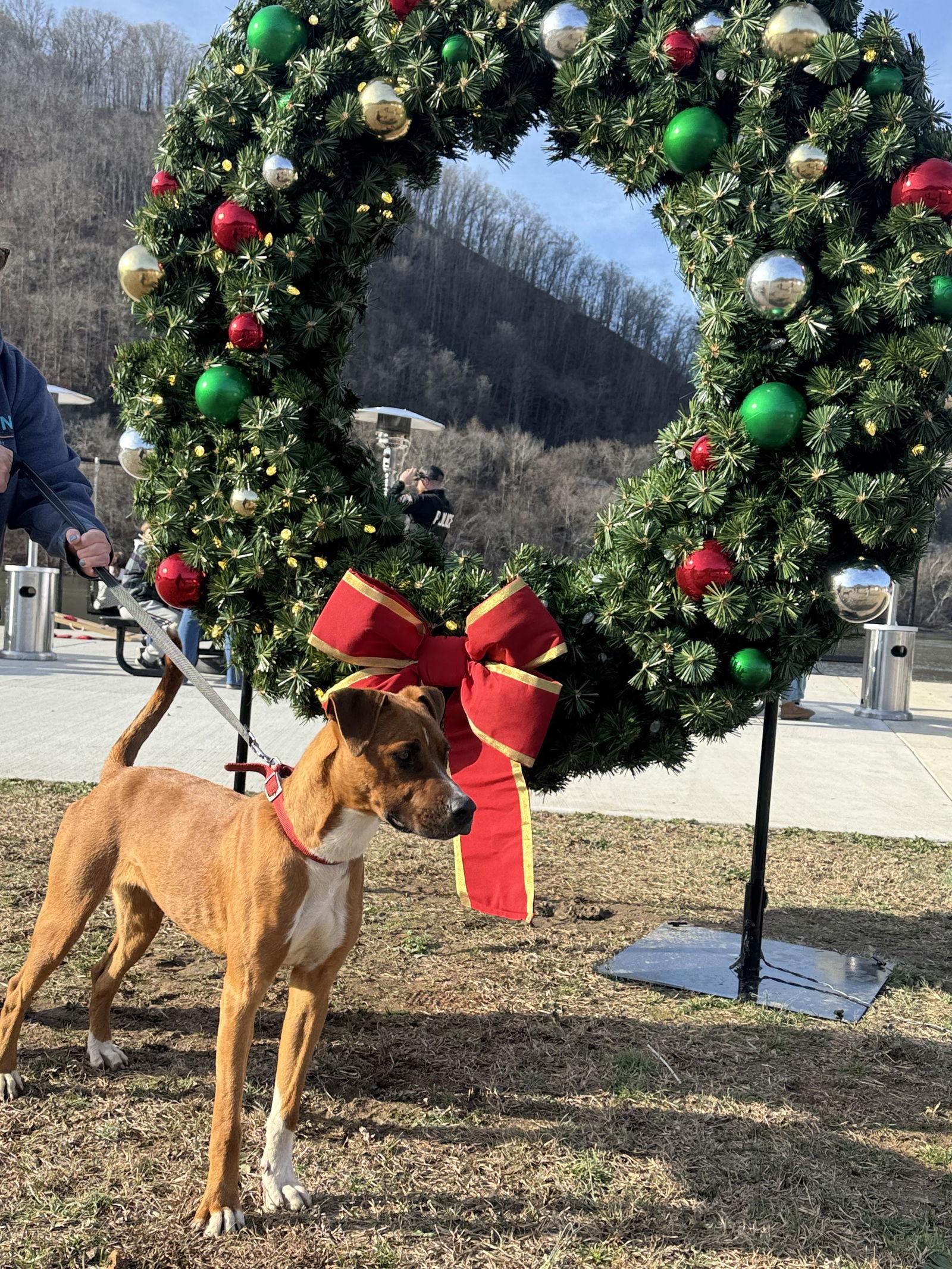 Enlarge Brody (9mo,50lbs), a Adoptable mixed breed in Hinton, WV image 3/3