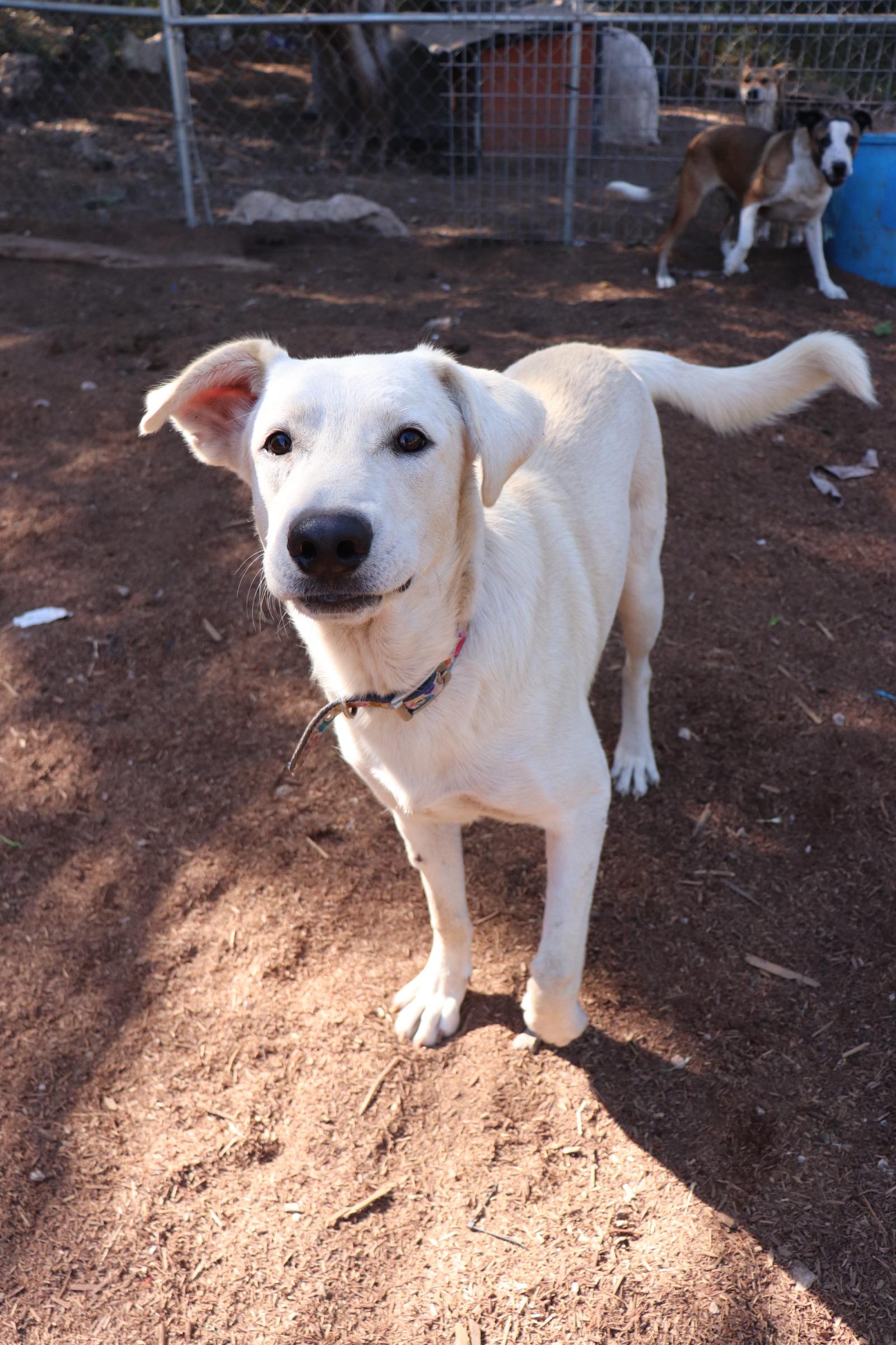 Enlarge Dancer, an adopted mixed breed in Leakey, TX image 1/6