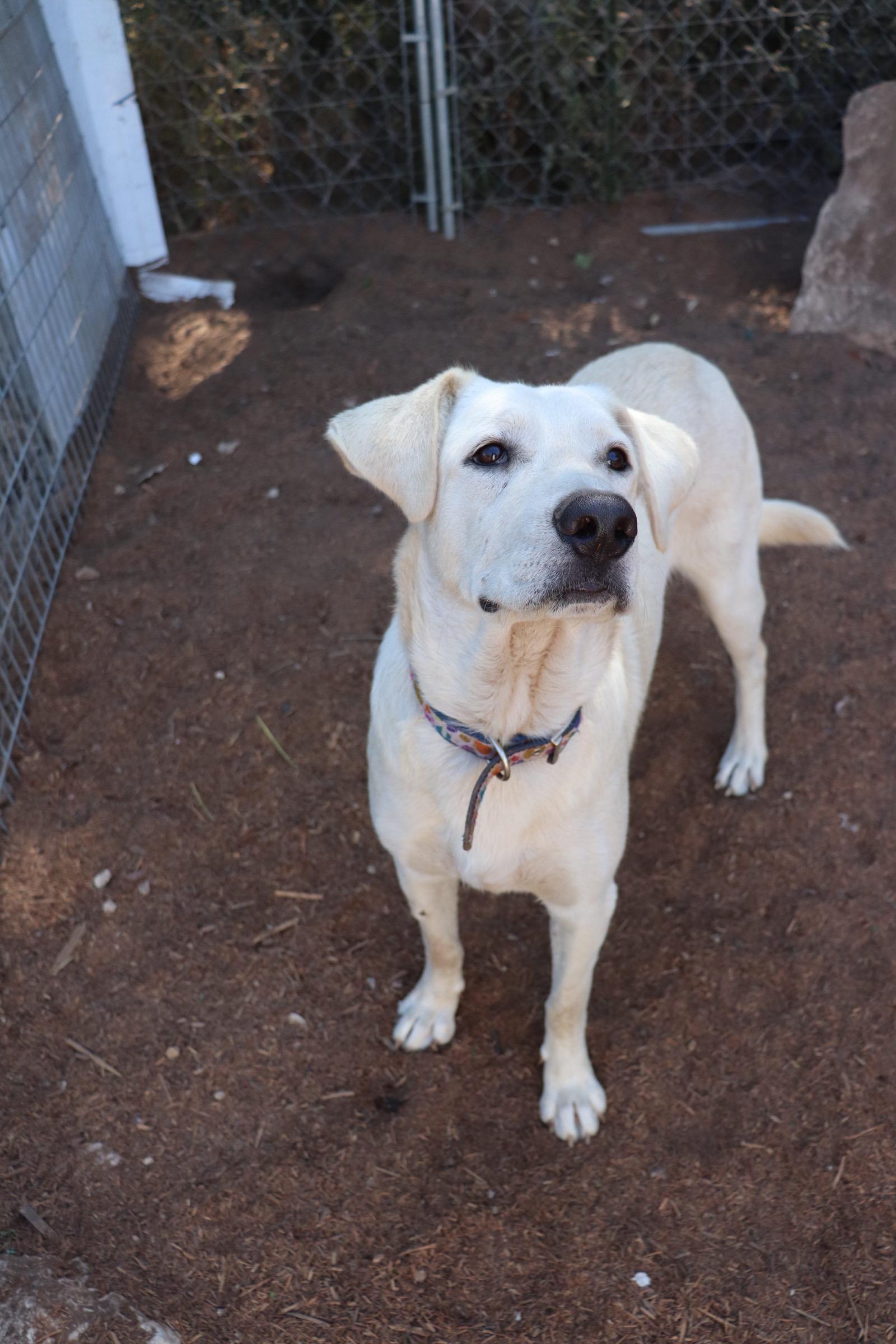 Enlarge Dancer, an adopted mixed breed in Leakey, TX image 2/6