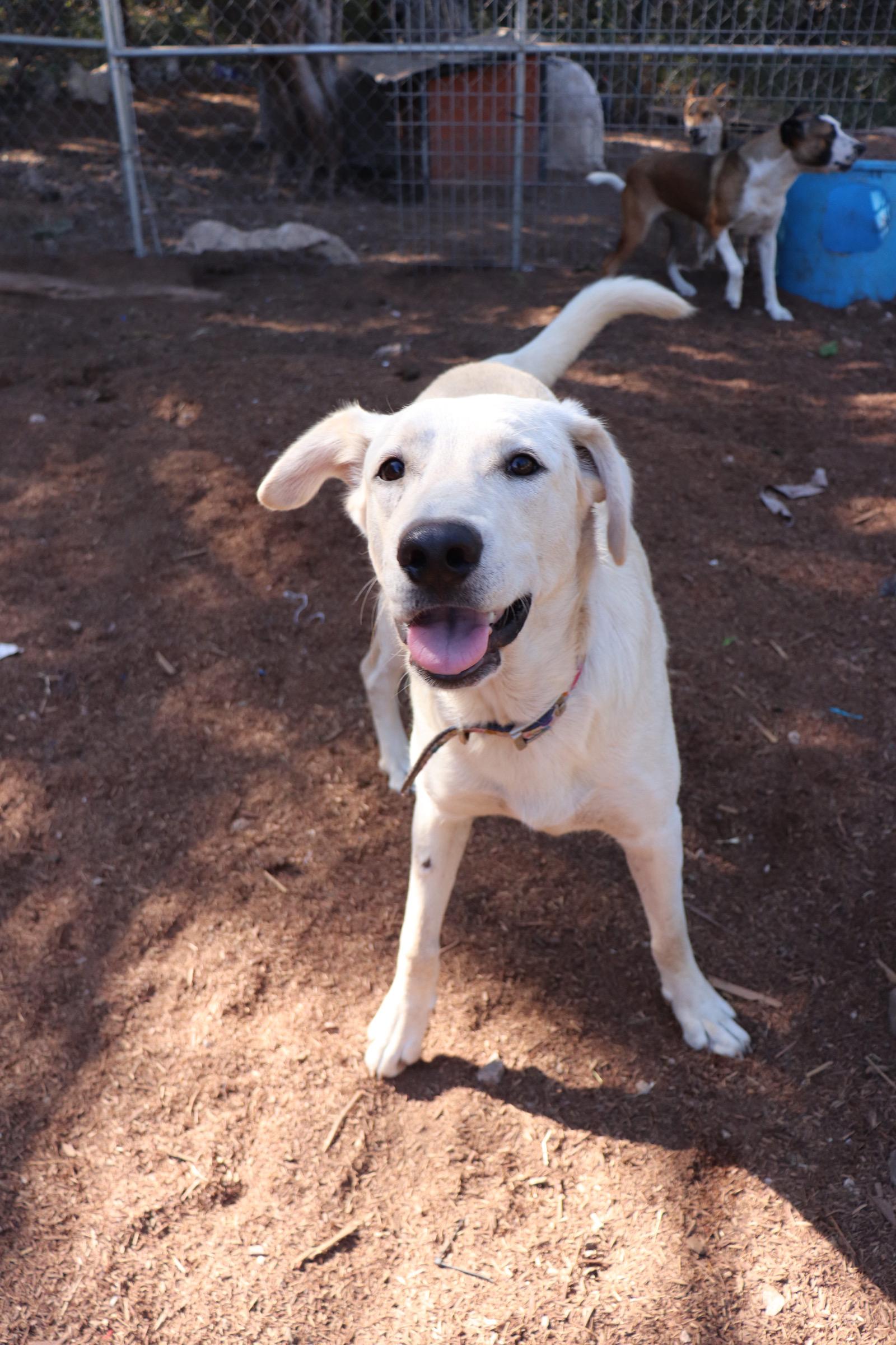 Enlarge Dancer, an adopted mixed breed in Leakey, TX image 3/6