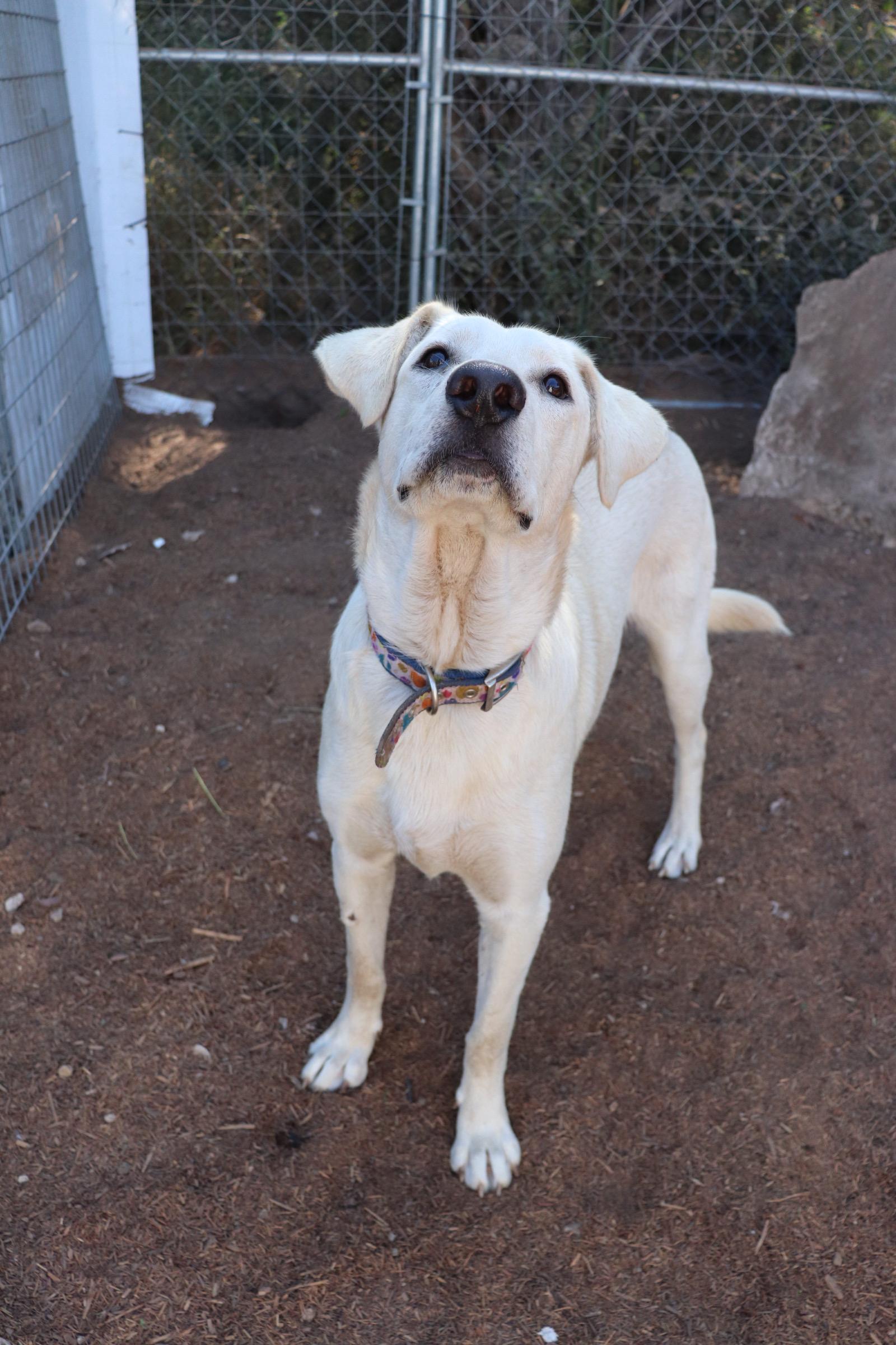 Enlarge Dancer, an adopted mixed breed in Leakey, TX image 5/6