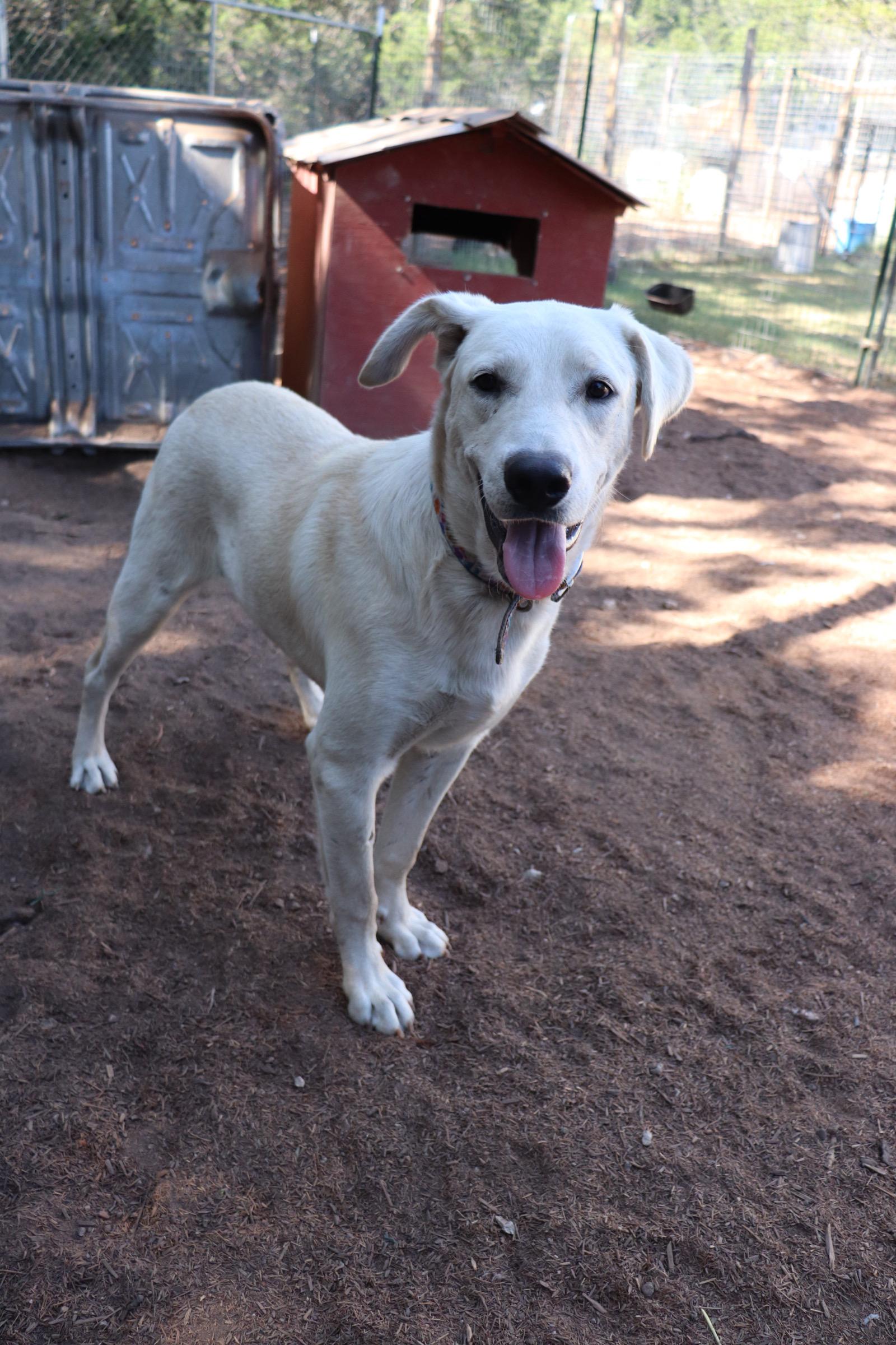 Enlarge Dancer, an adopted mixed breed in Leakey, TX image 6/6