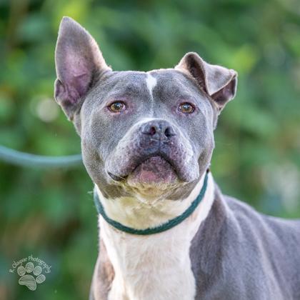 Juice, Adoptable, Senior Male Pit Bull Terrier & Mixed Breed.