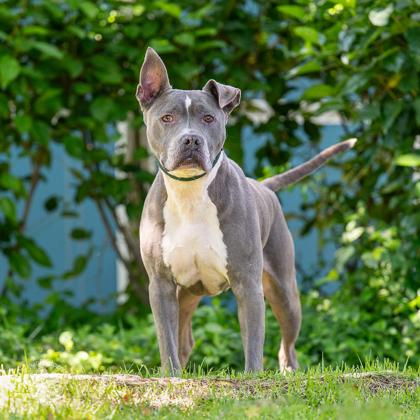 Enlarge Juice, a Adoptable mixed breed in Honolulu, HI image 2/3