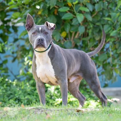 Enlarge Juice, a Adoptable mixed breed in Honolulu, HI image 3/3
