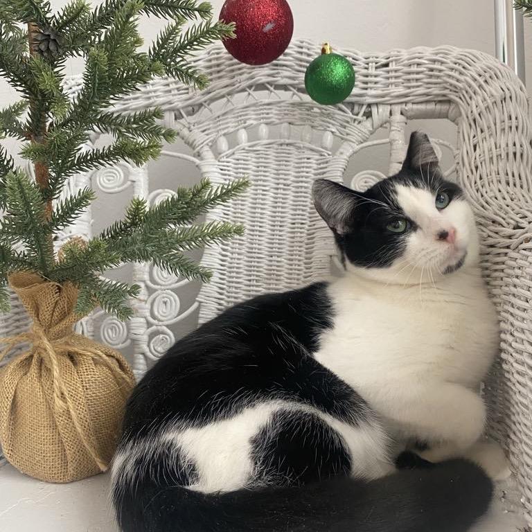 Spencer for Hire 55566, Adoptable, Young Male Domestic Short Hair.