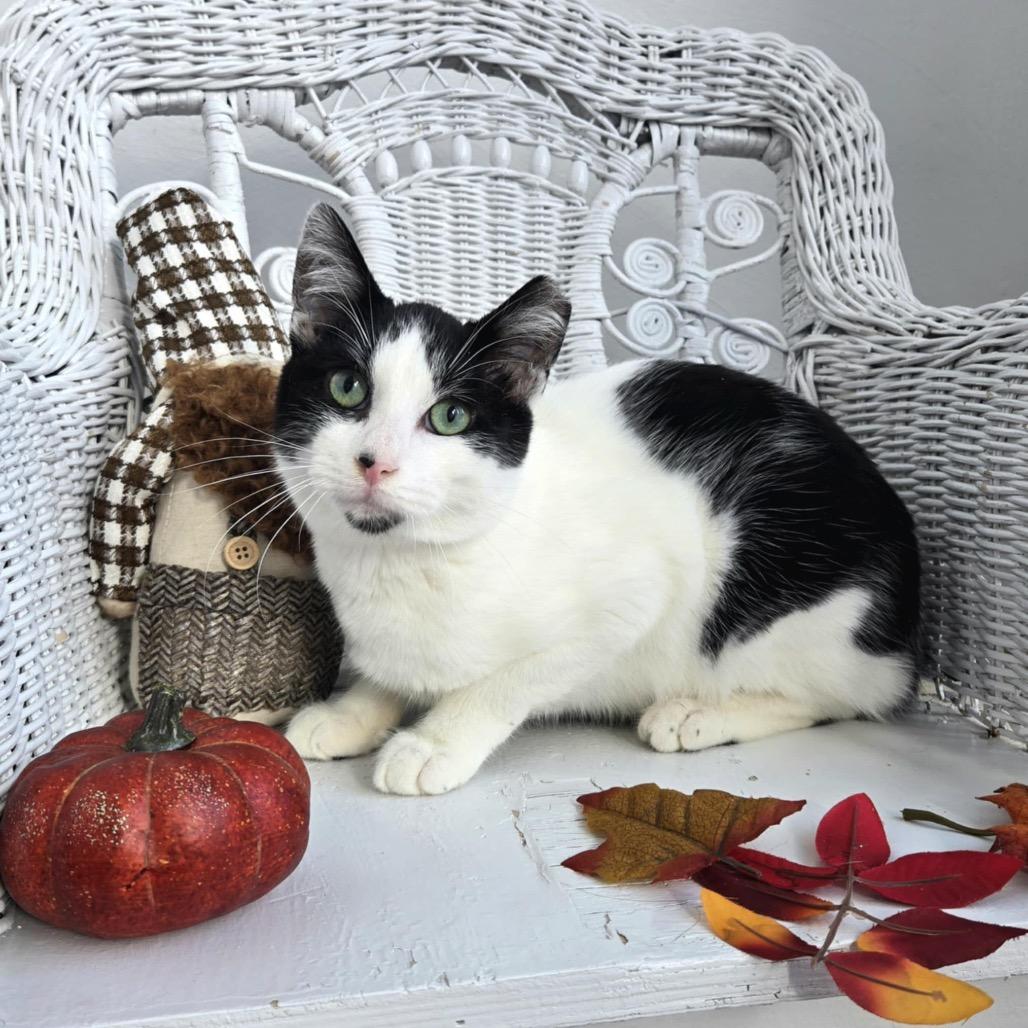 Enlarge Spencer for Hire 55566, a Adoptable Domestic Short Hair in Eaton Rapids, MI image 5/5