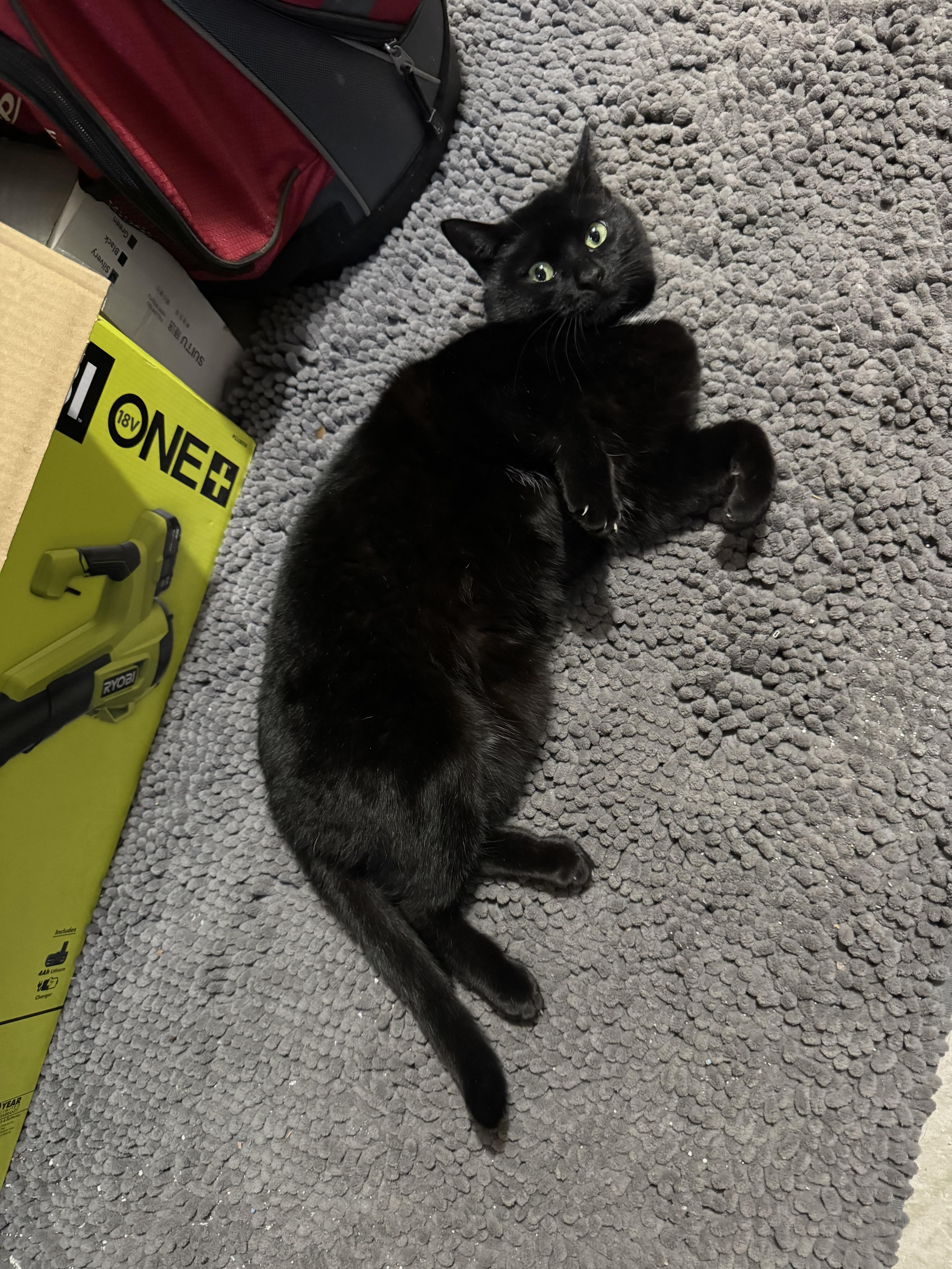 Meow Meow, a ADOPTABLE Domestic Short Hair in Bayonne, NJ image 4/5