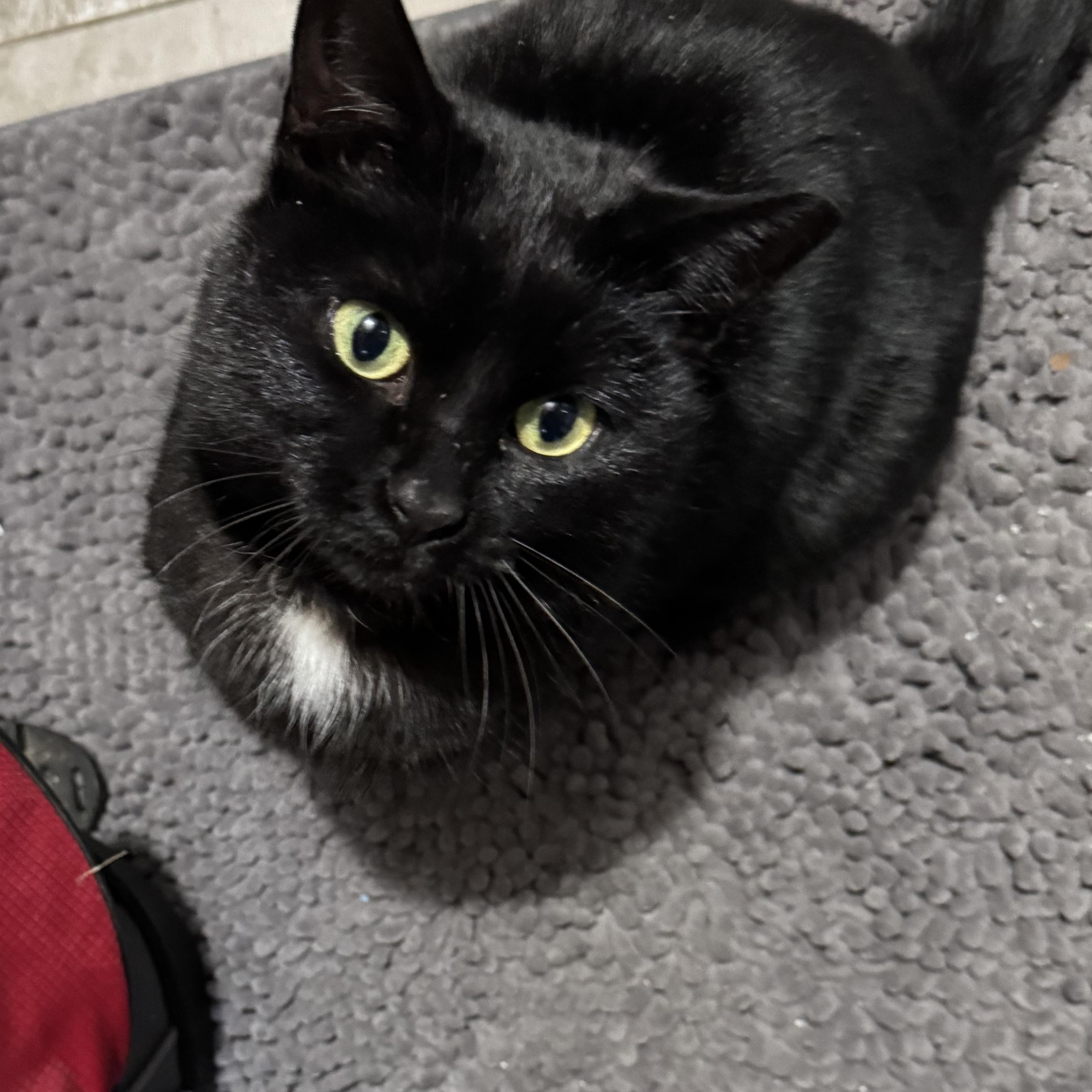 Meow Meow, a ADOPTABLE Domestic Short Hair in Bayonne, NJ image 2/5