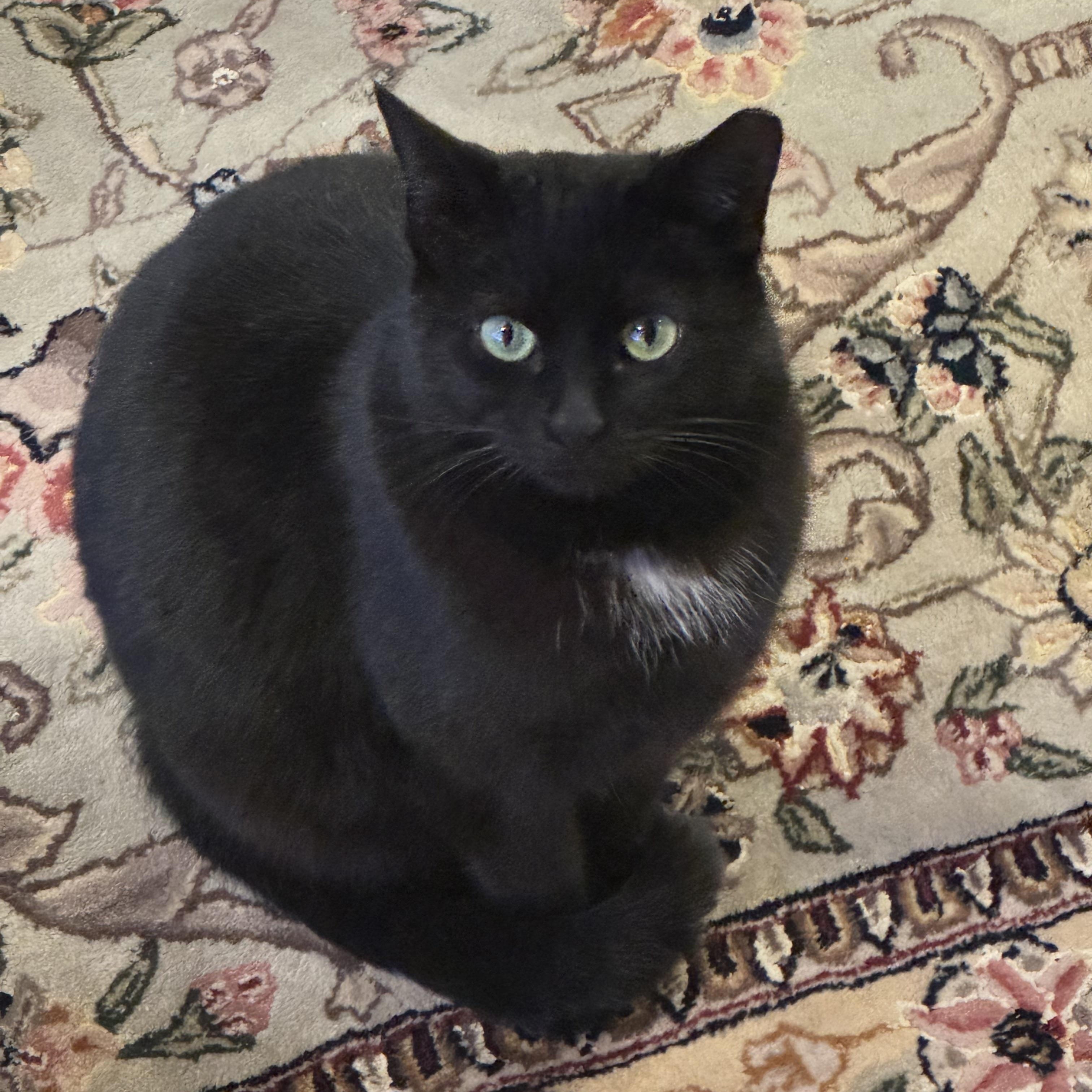 Meow Meow, ADOPTABLE, Young Female Domestic Short Hair.