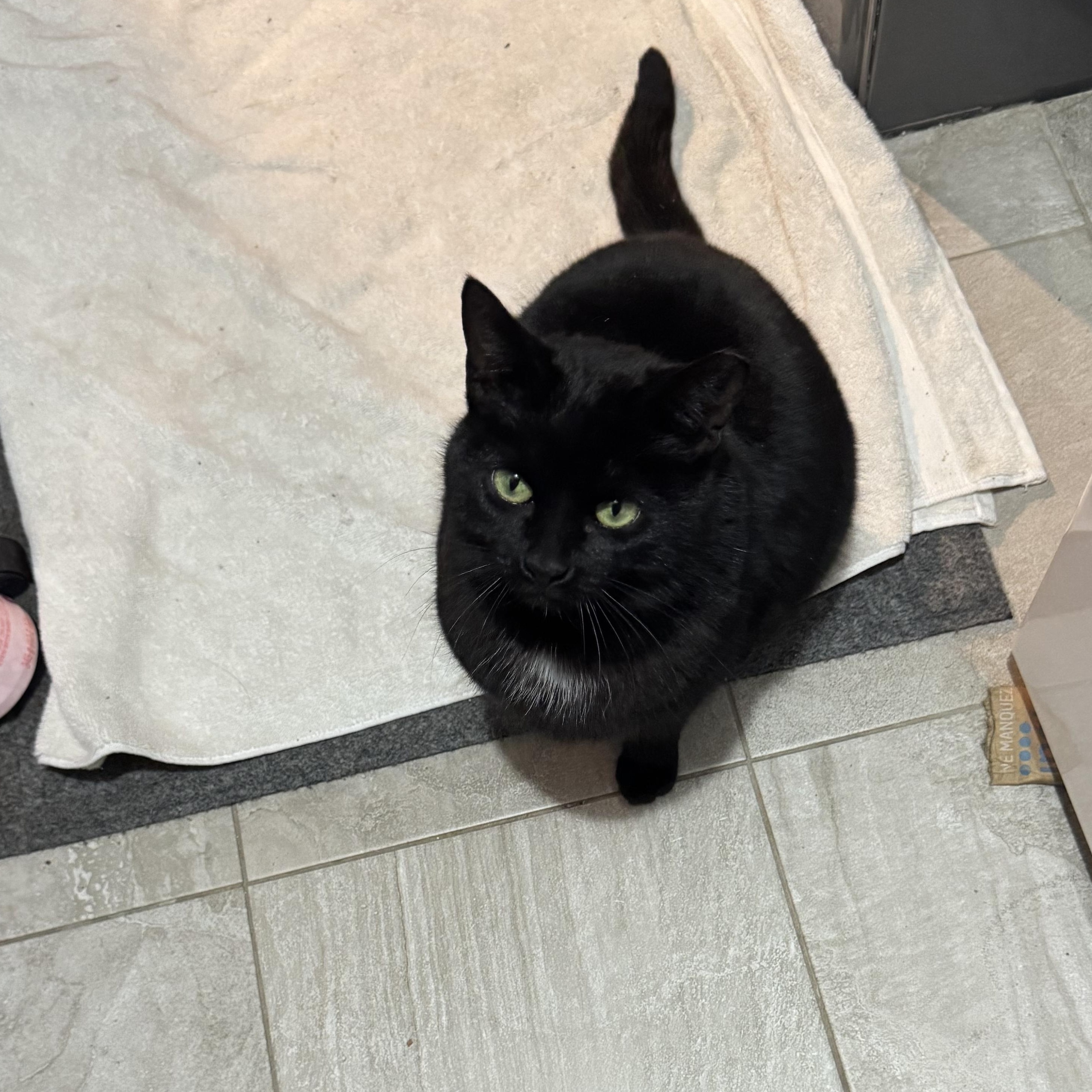 Meow Meow, a ADOPTABLE Domestic Short Hair in Bayonne, NJ image 3/5