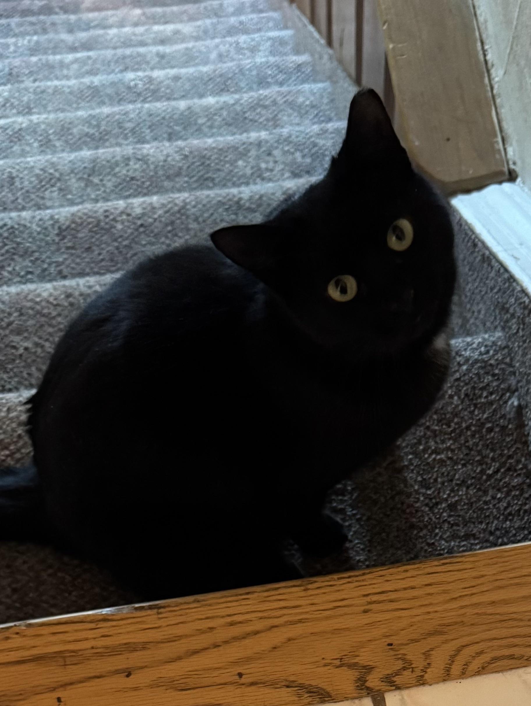 Meow Meow, a ADOPTABLE Domestic Short Hair in Bayonne, NJ image 5/5