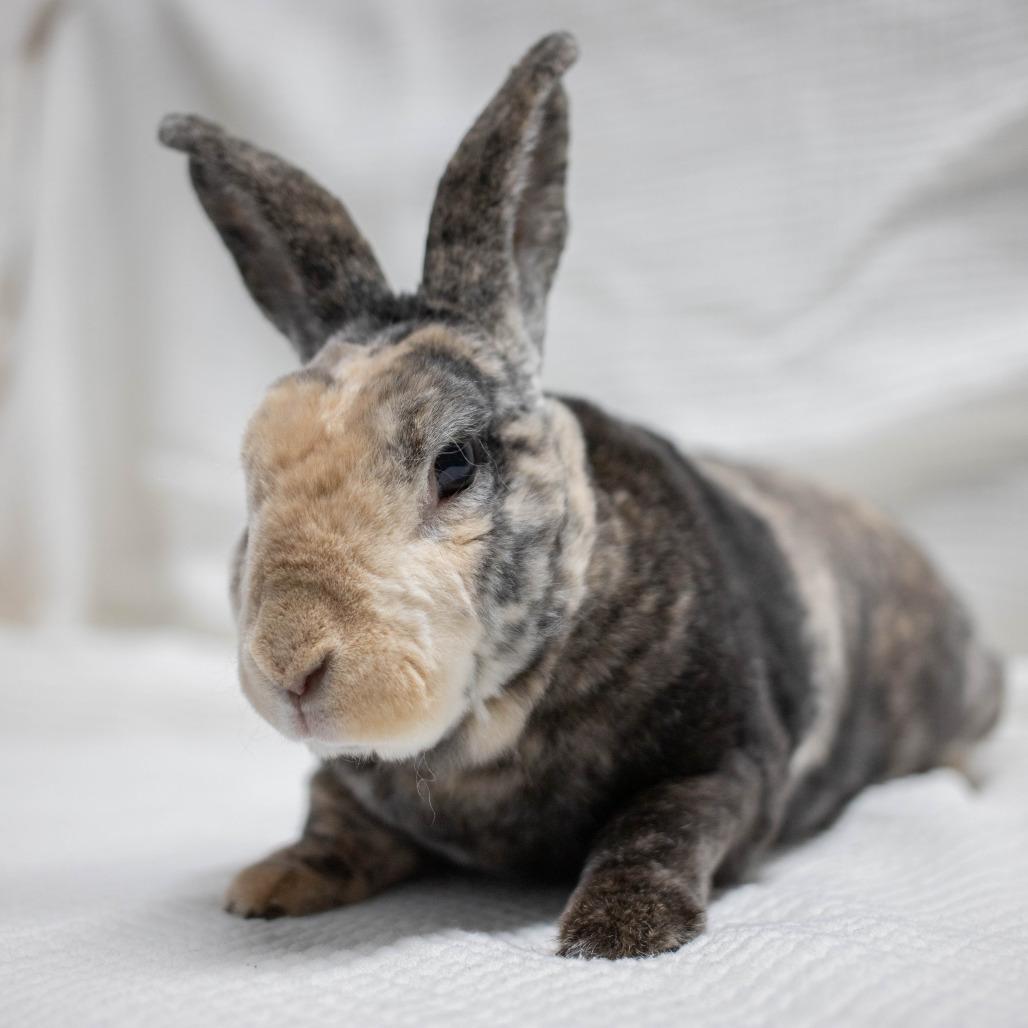 Enlarge Aussie, a Adoptable Mini Rex in San Diego, CA image 1/6