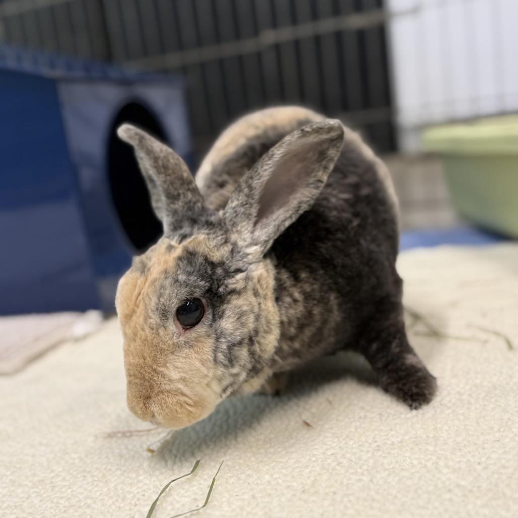 Enlarge Aussie, a Adoptable Mini Rex in San Diego, CA image 2/6