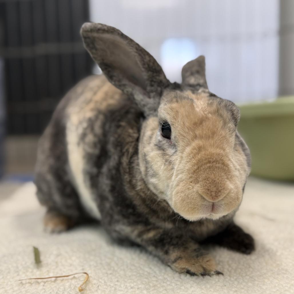 Enlarge Aussie, a Adoptable Mini Rex in San Diego, CA image 3/6